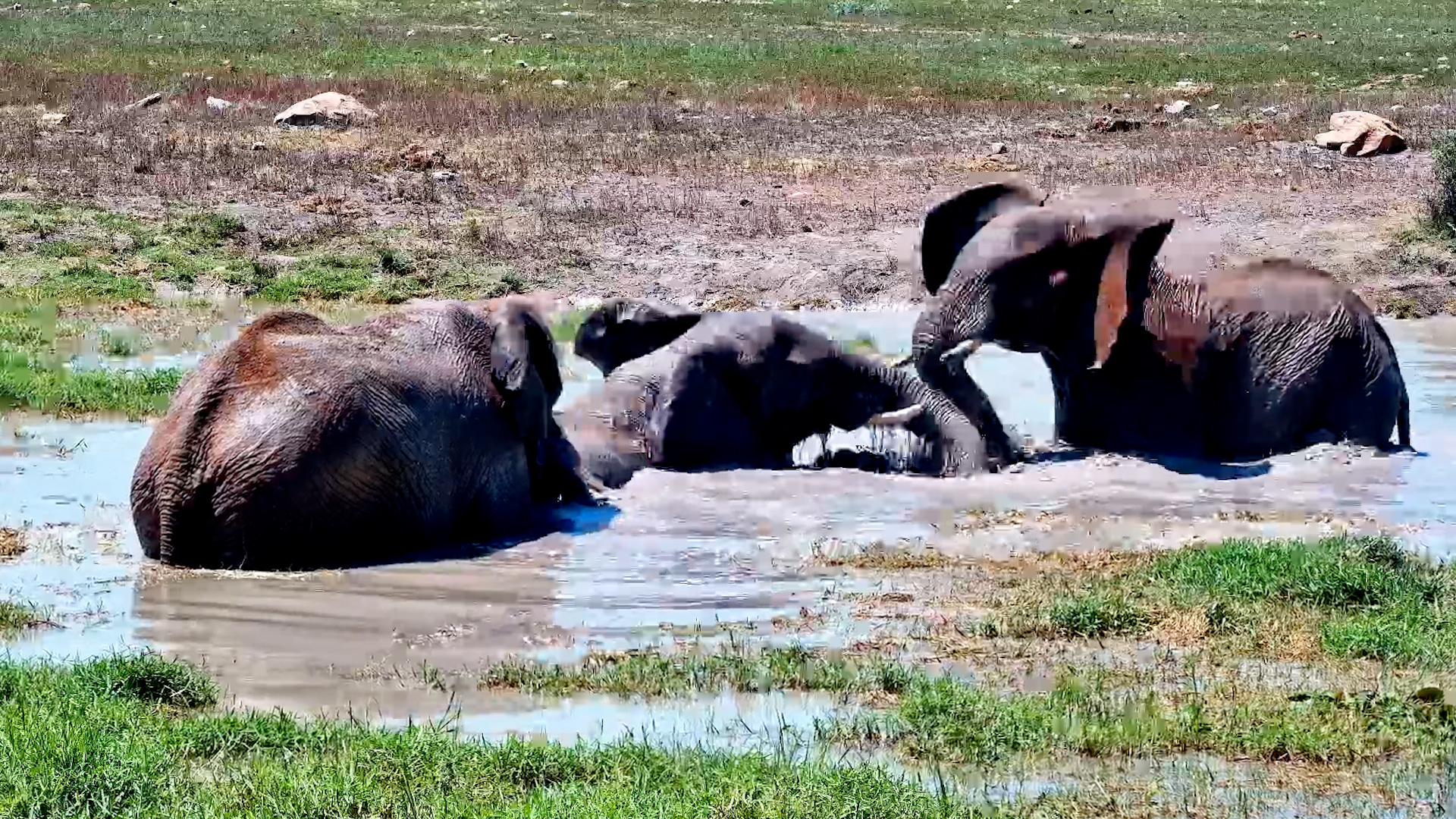 These Elephants Have Their Priorities Sorted