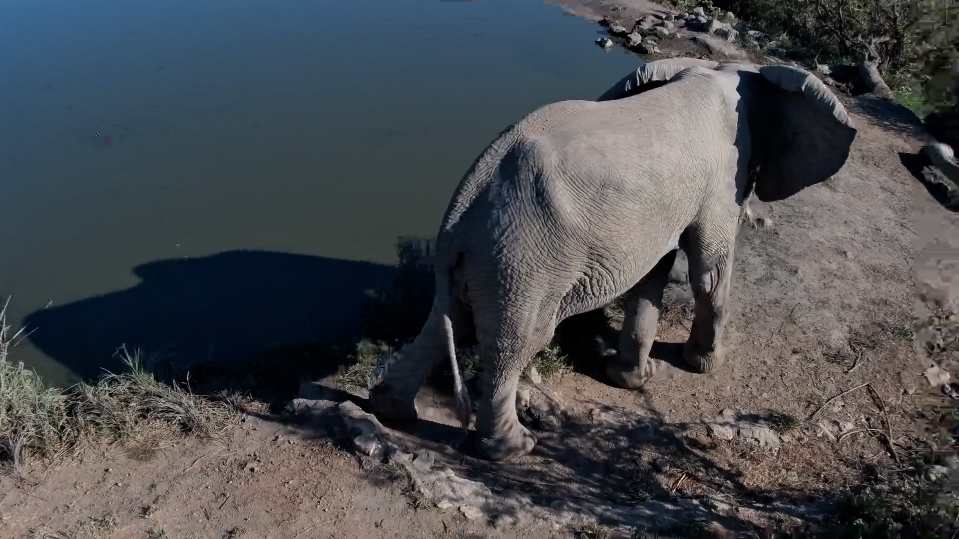 This Elephant Has Places to Be