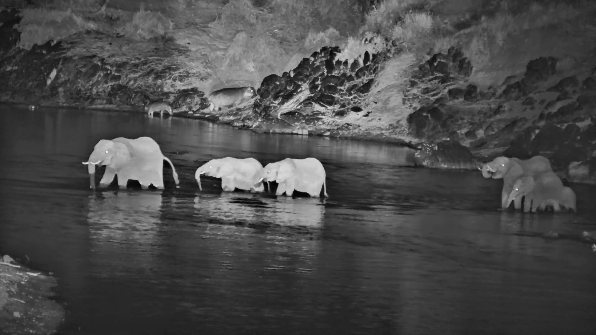 Elephants Take the River Route After Dark