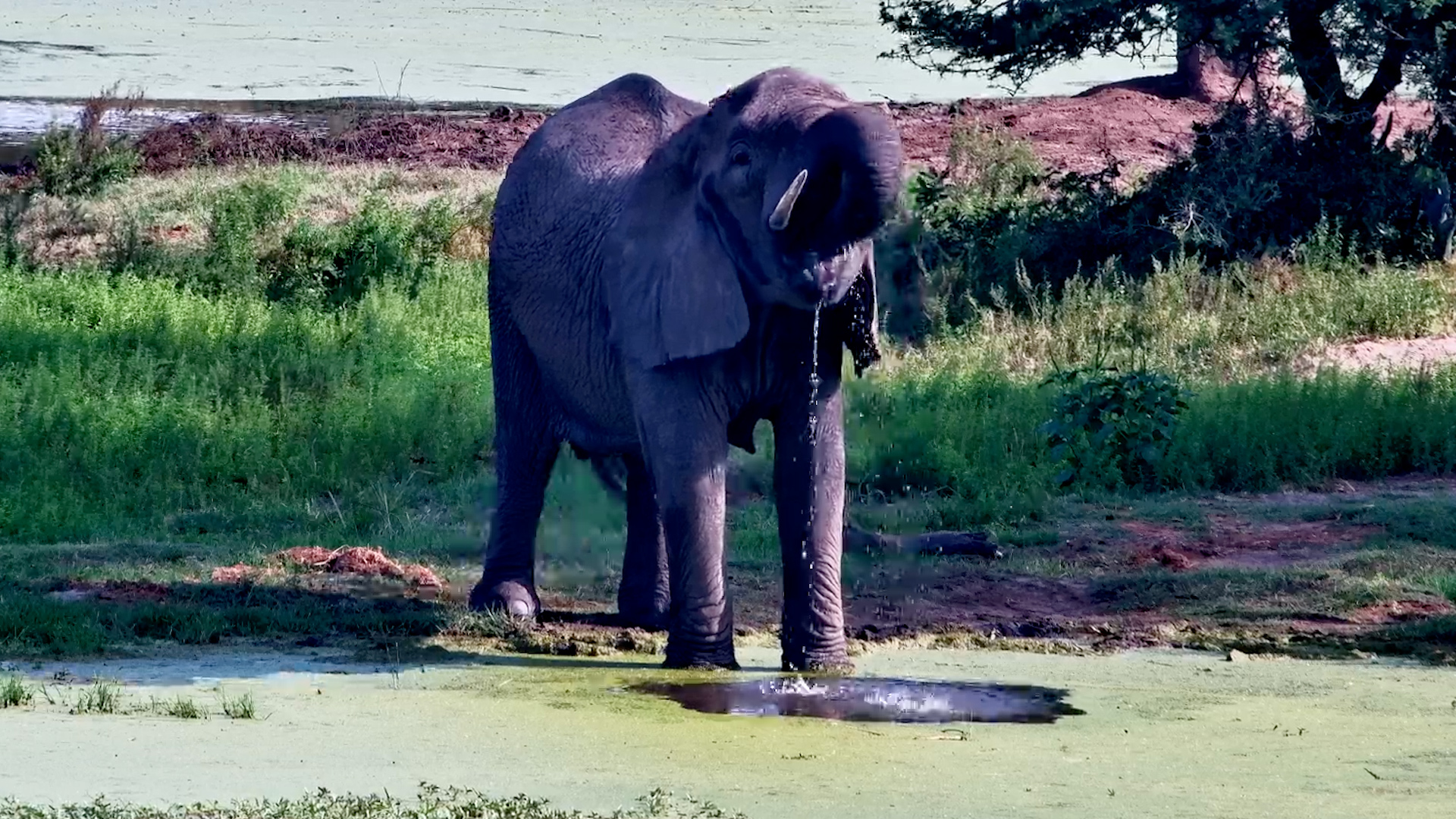 Elephants Make the Most of a Quiet Morning