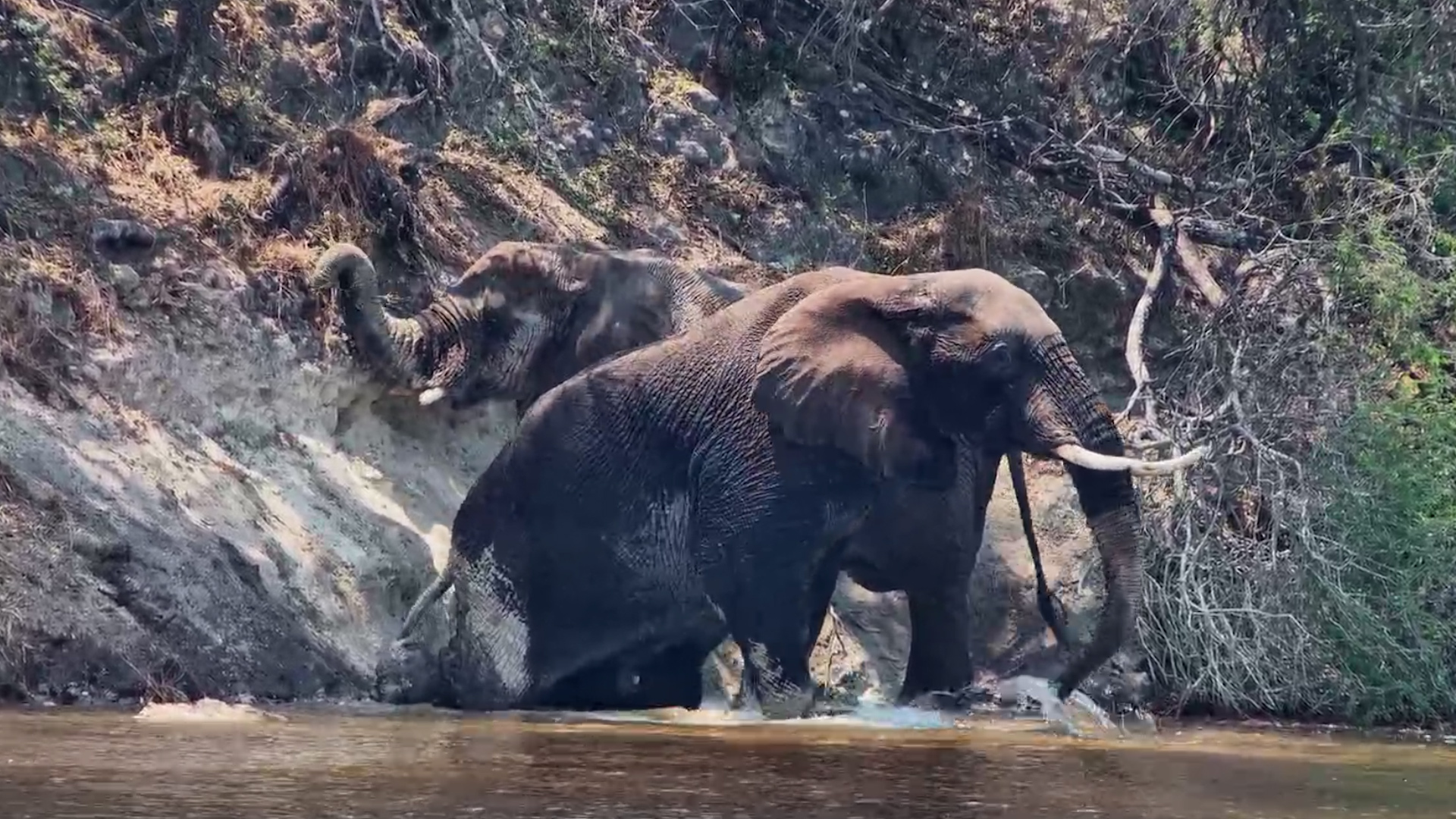 Muddy Elephants Know How to Treat Themselves