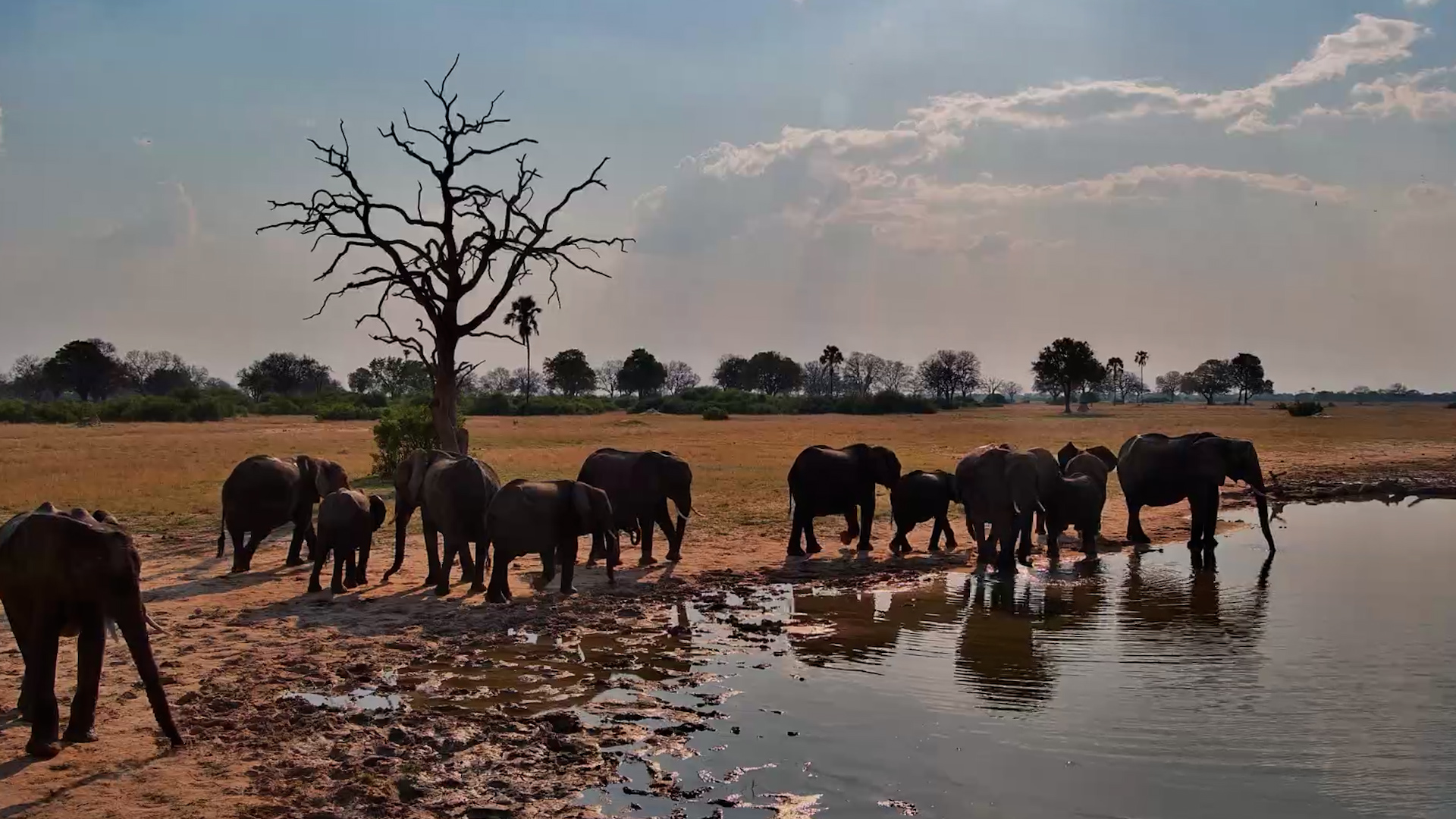 The Elephants Drop In at Linkwasha Waterhole