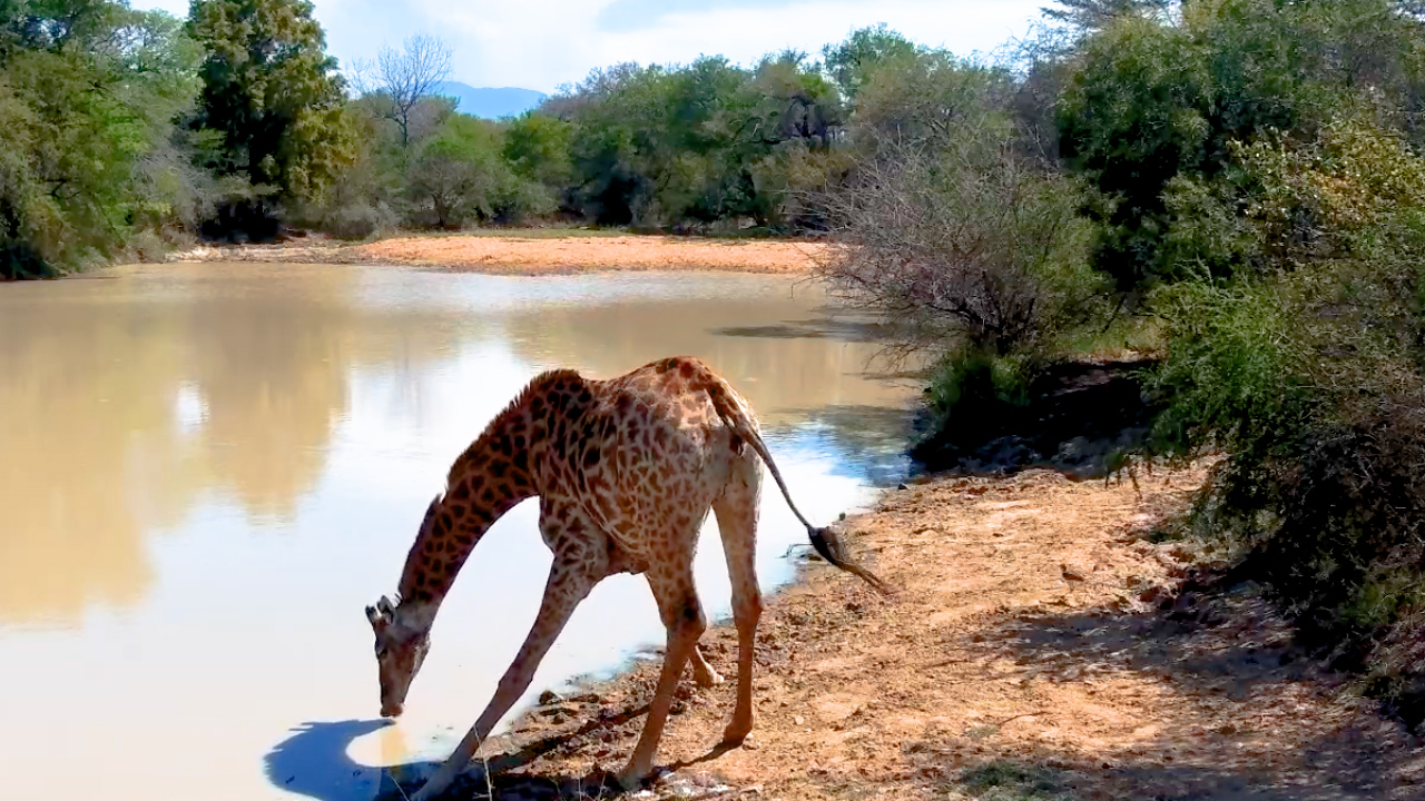 What Goes In Must Come Out, Giraffe Edition!