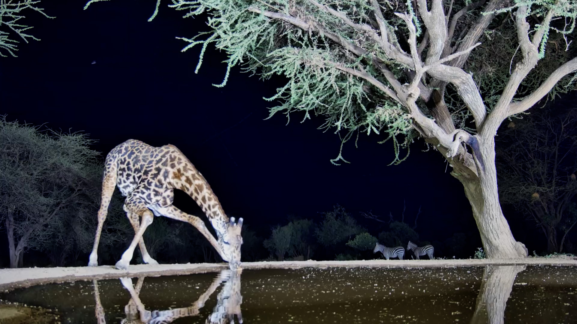 A Tall Visitor on the Night Shift