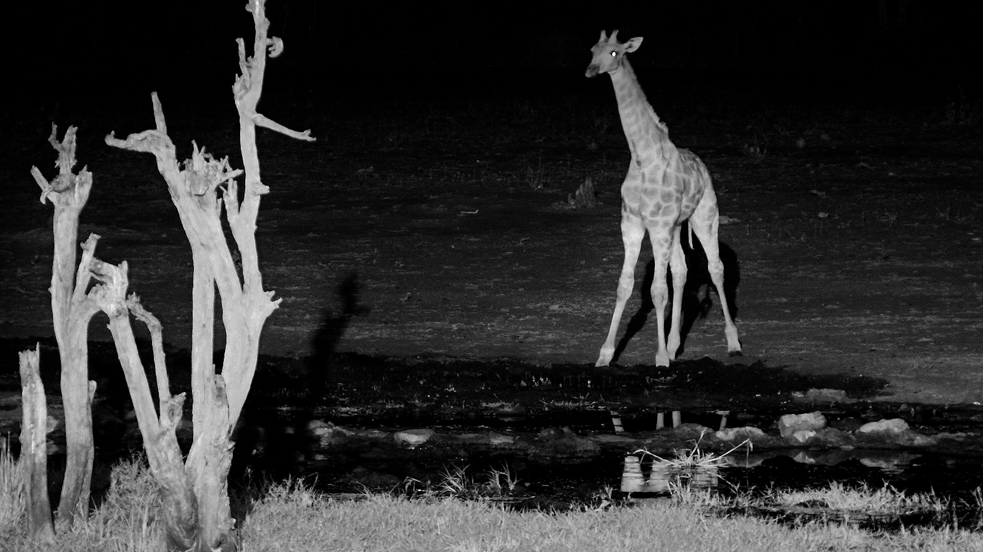 A Giraffe's Late-Night Water Break