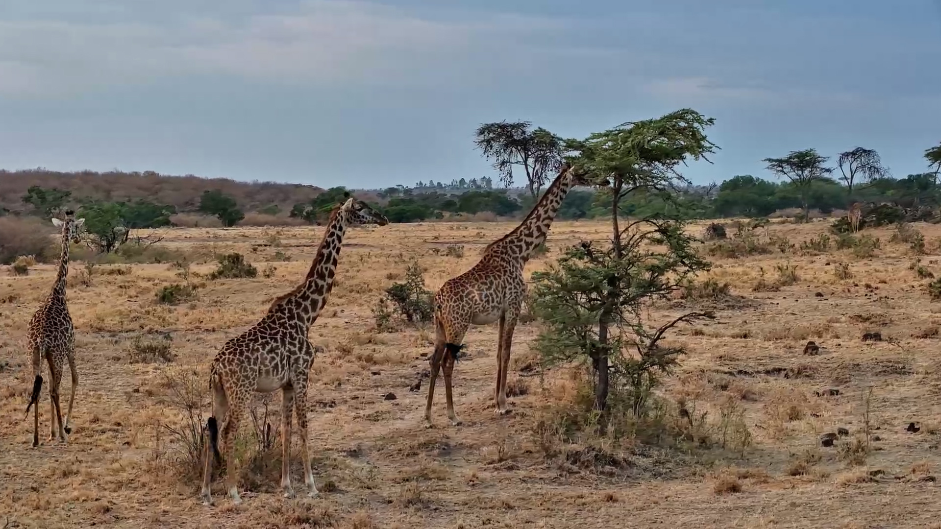 A Giraffe's Search for the Perfect Snack