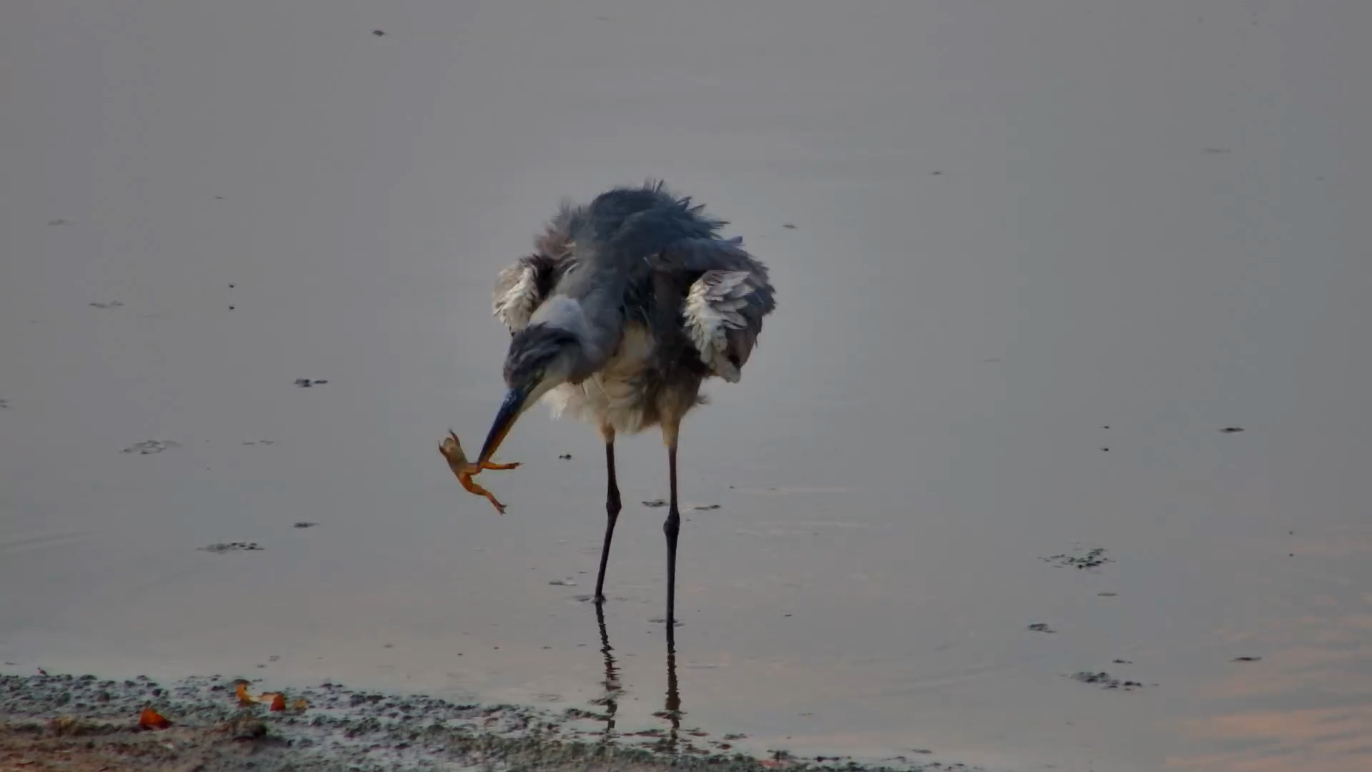 This Heron Has Frog Legs on the Menu!