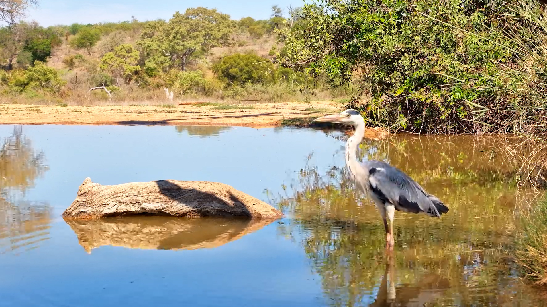 A Heron's Morning Grooming Routine