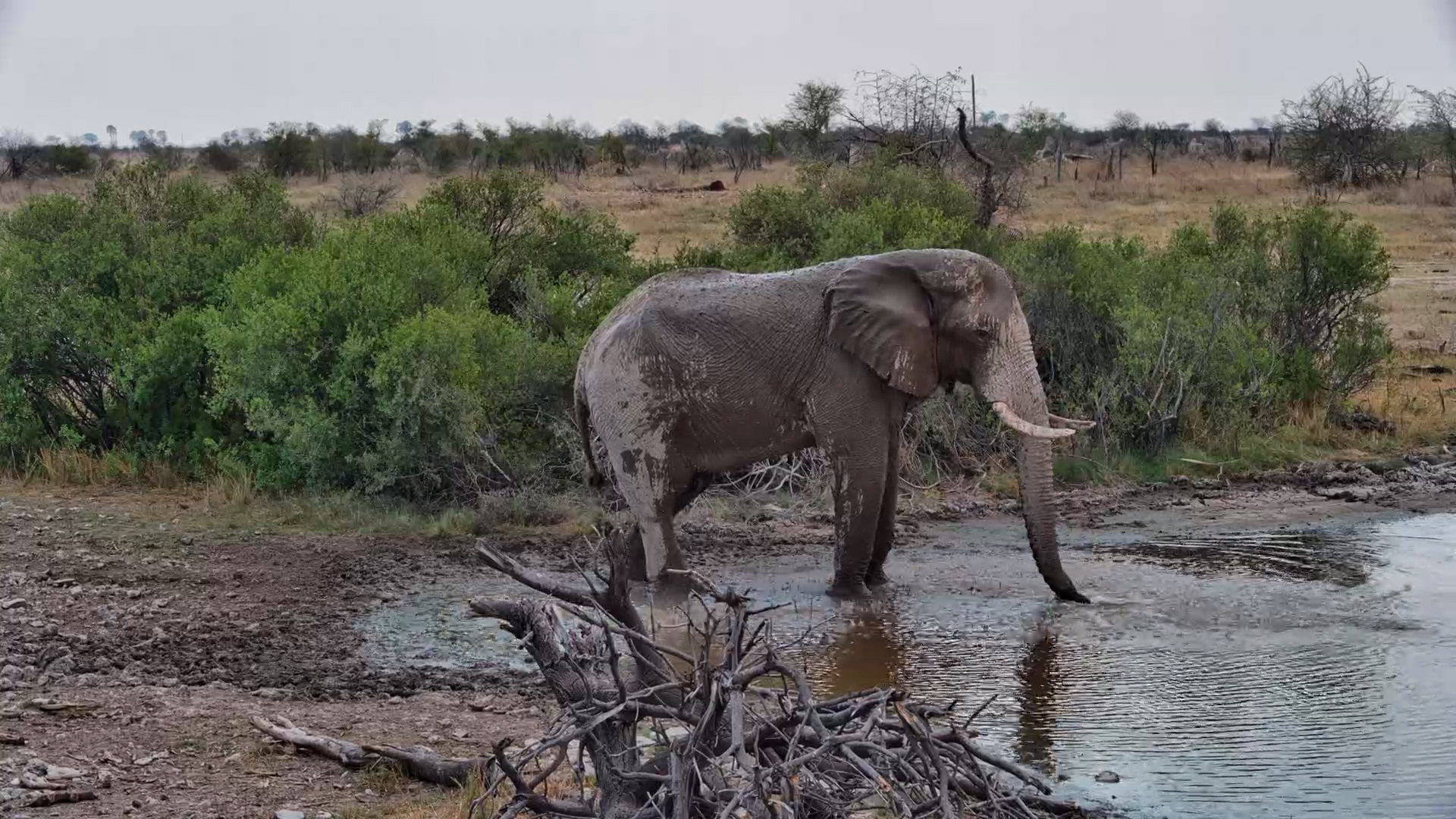 One Elephant, One Very Muddy Spa Day