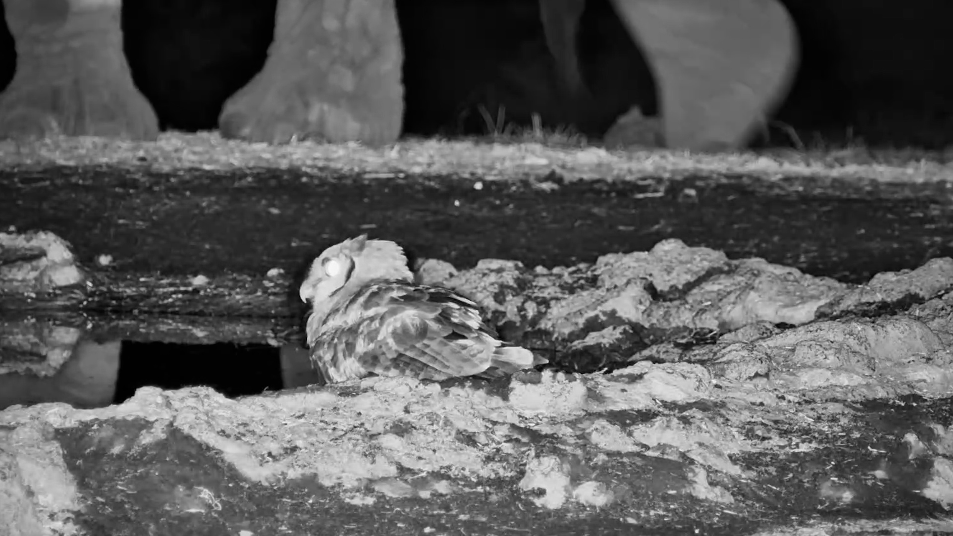 An Owl and a Giant Make an Unlikely Pair