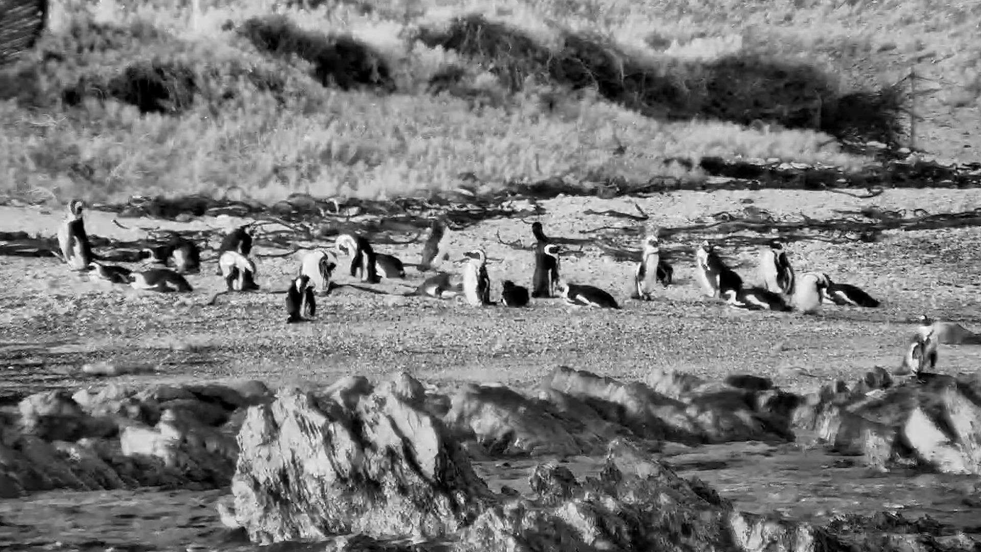 A Little Grooming Time for the Penguins