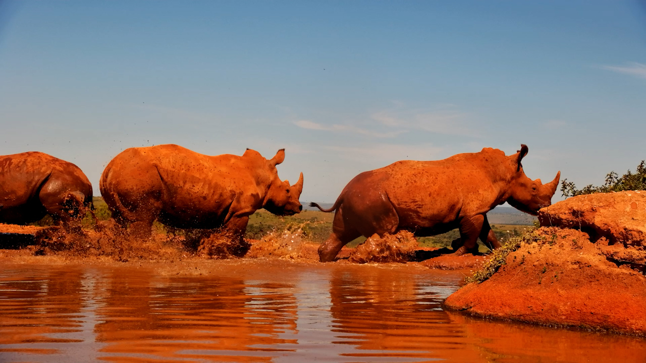 Something Has These Rhinos Spooked!