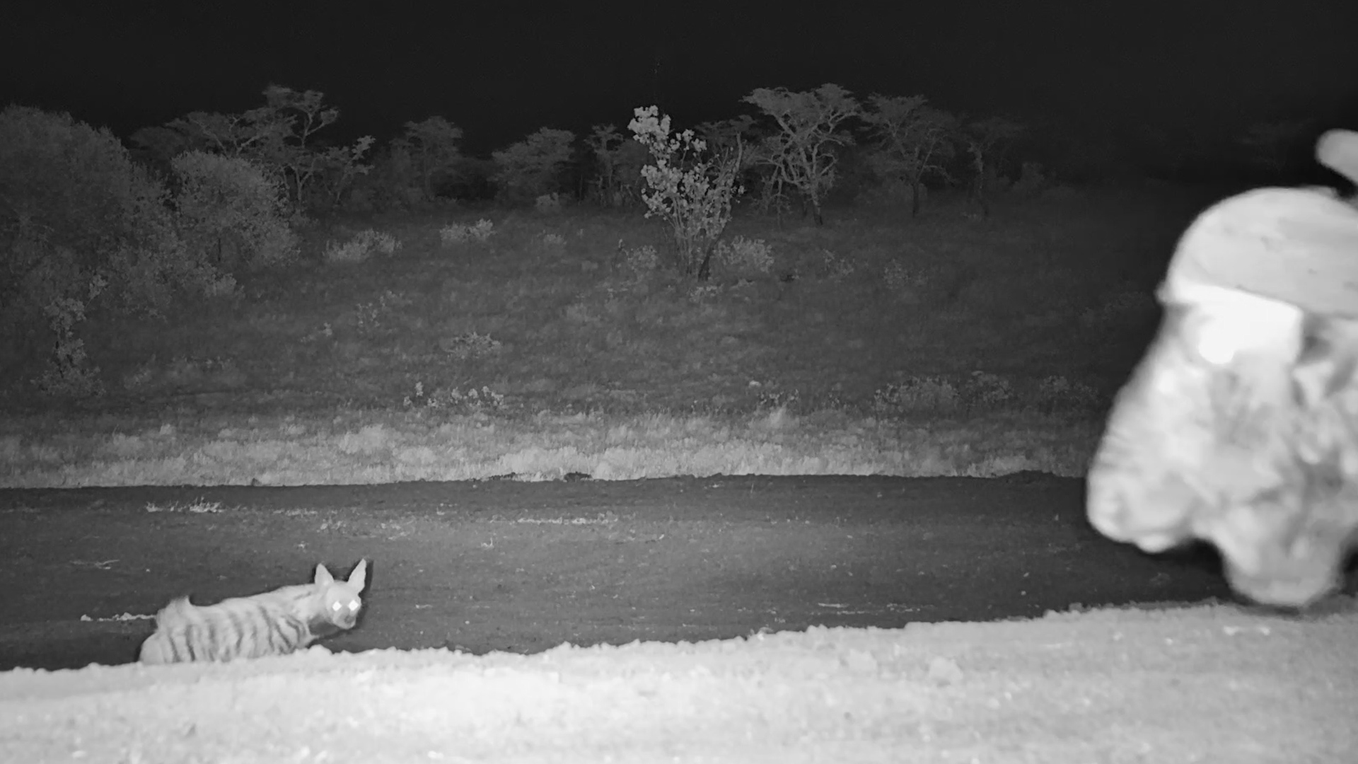 A Striped Hyena Makes Its Exit Before the Buffalo Arrive