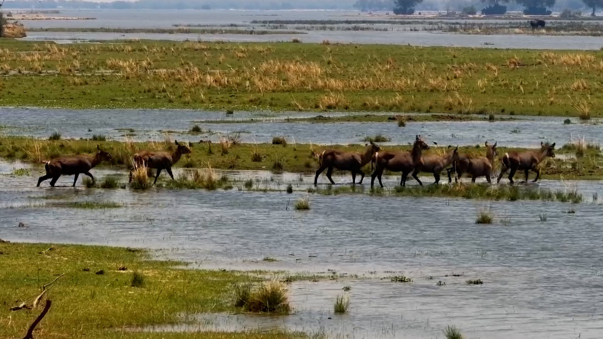 A Waterbuck Herd Heads for Greener Pastures