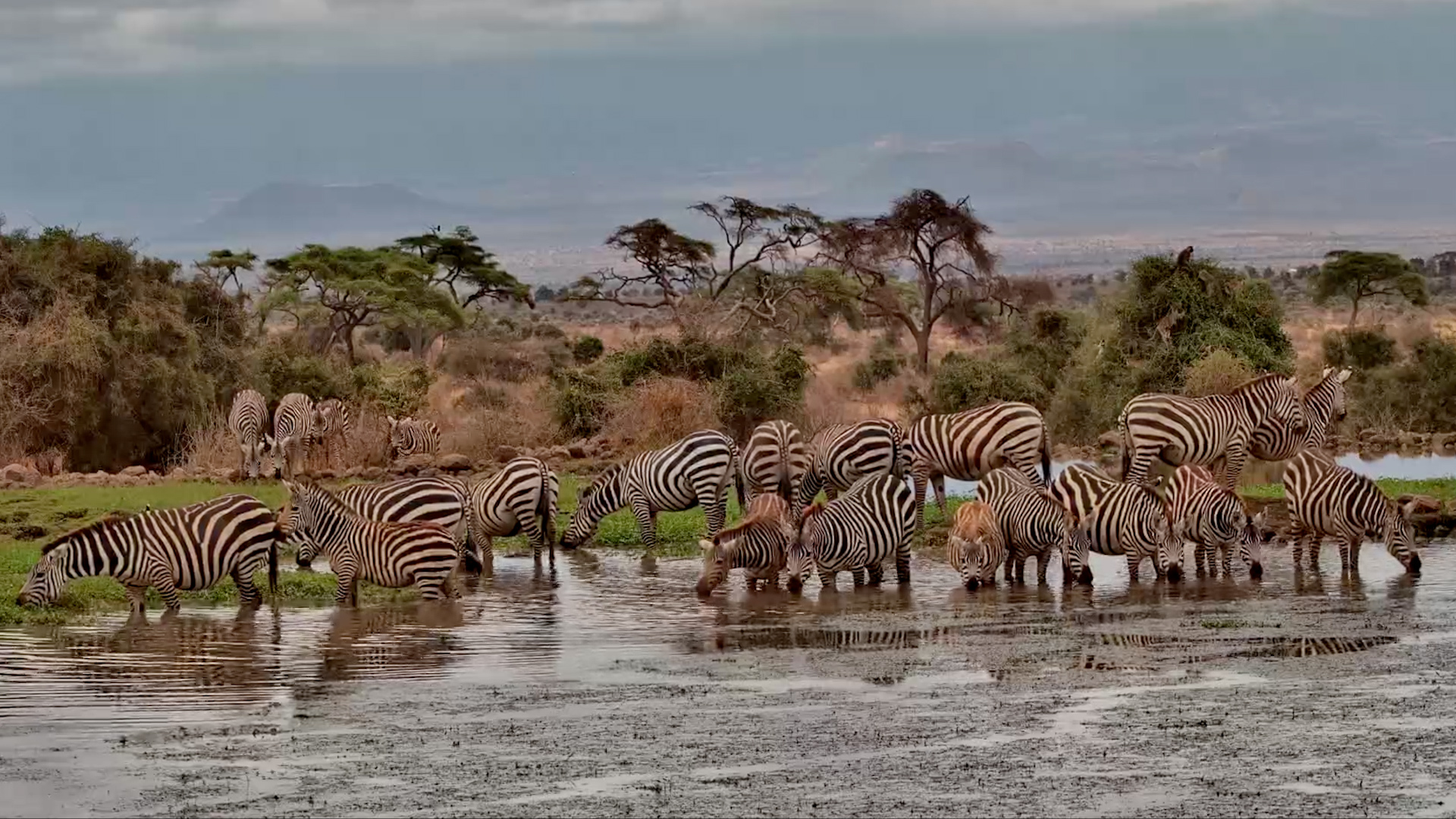 The Zebra Herd Makes a Quick Pit Stop