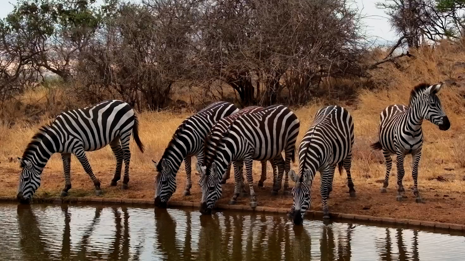 A Zebra Takes Its Time Over a Drink