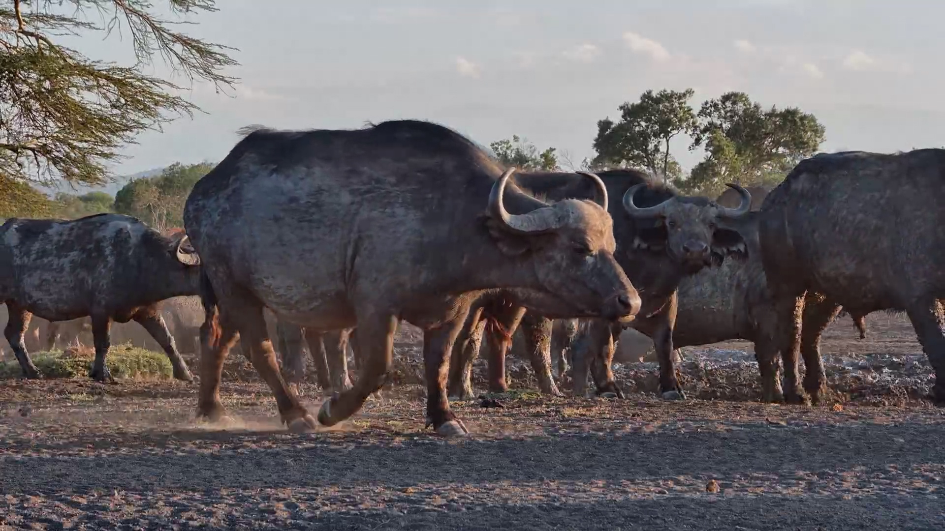 A Wall of Buffalo Moves Into the Waterhole