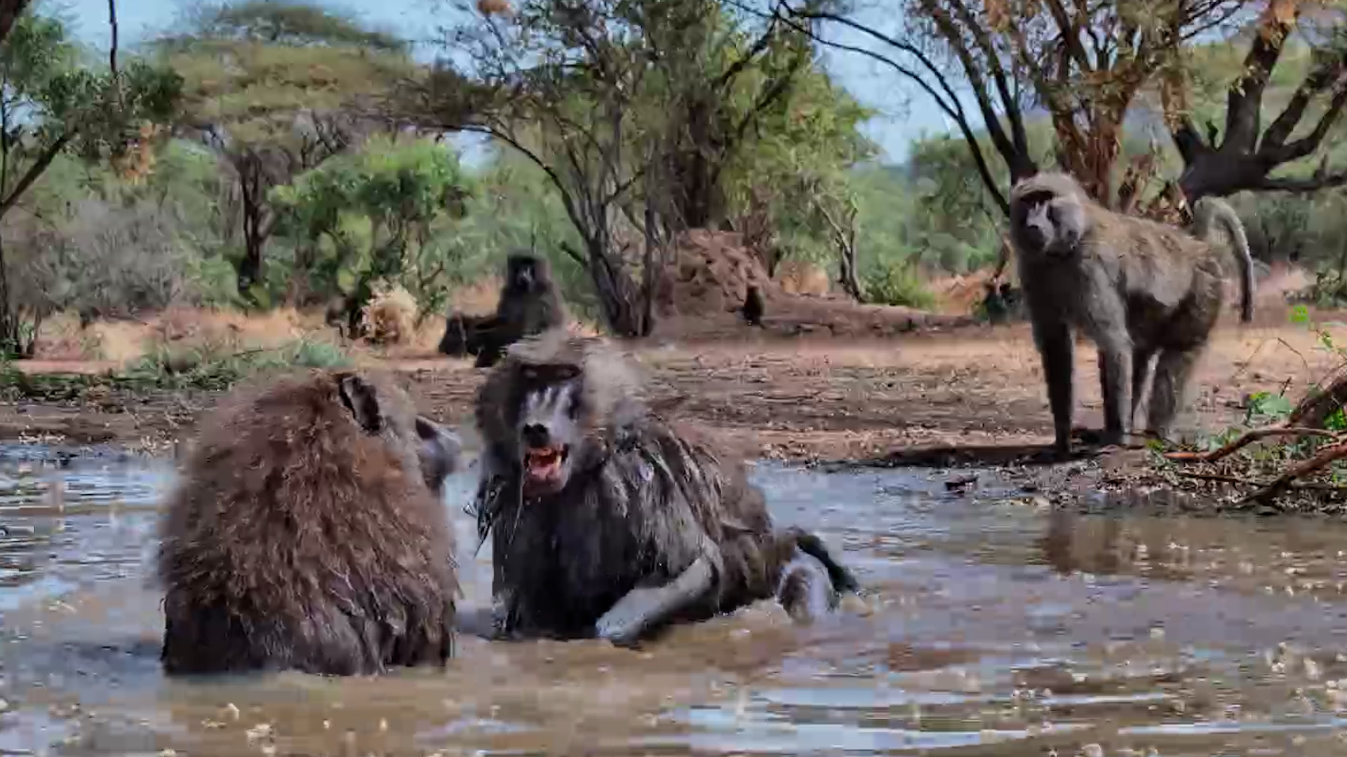 Prepare Your Ears… These Baboons Have Something to Say