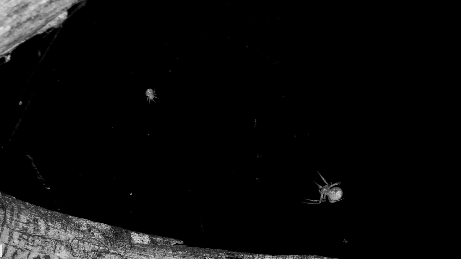 When Darkness Falls, the Spiders Come Out