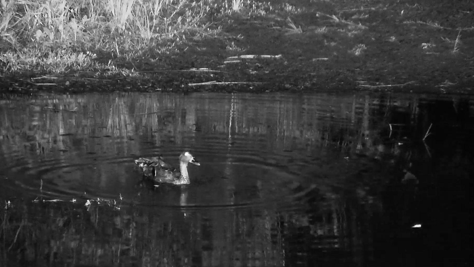 African Black Duck Bobs Its Way Through the Night