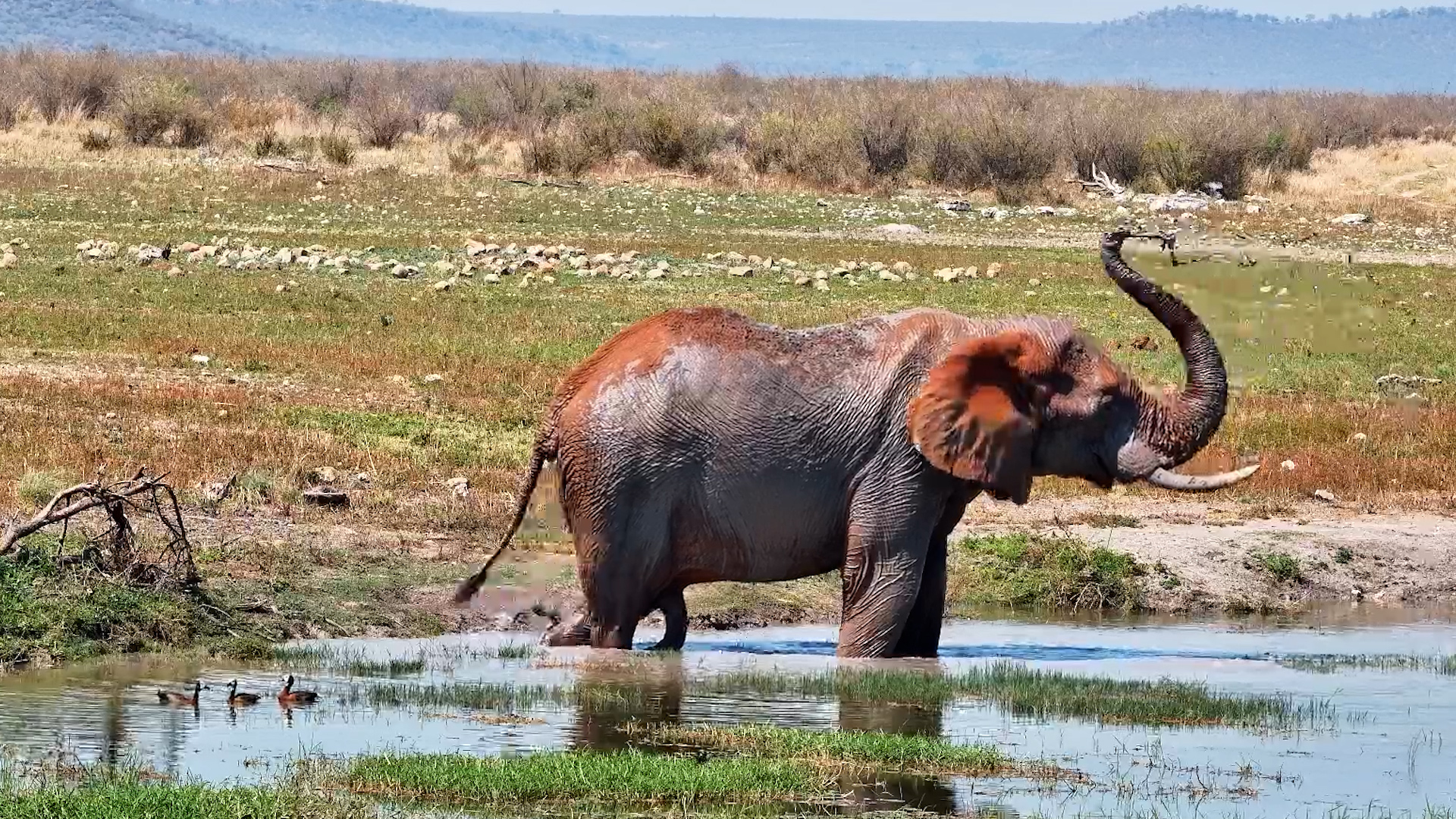 The Incredible Colour-Changing Elephant