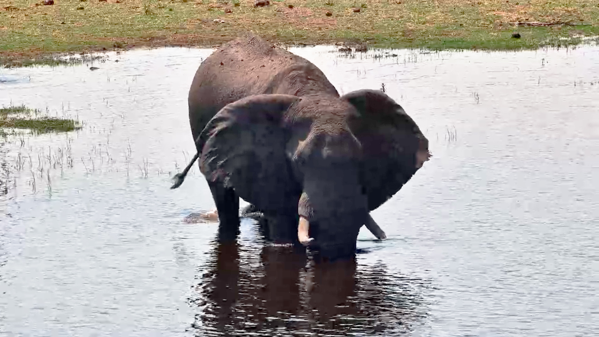 Elephant Makes the Most of a Refreshing Dip