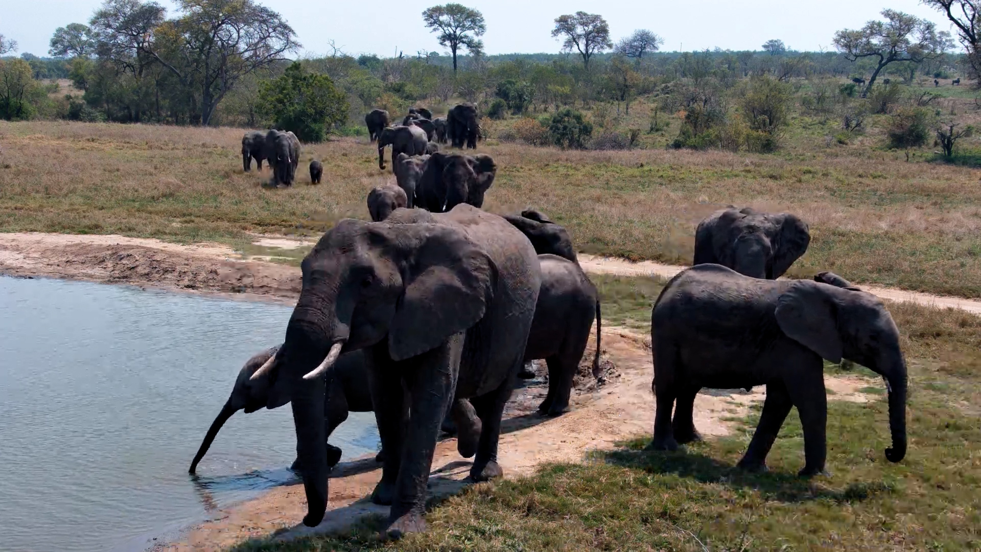 Here They Come… Elephants Arrive at Nkorho