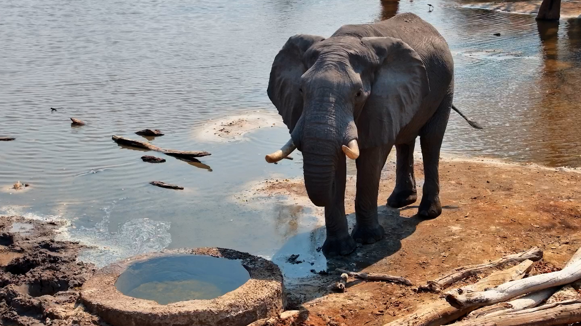 Fresh Water Brings the Elephants In