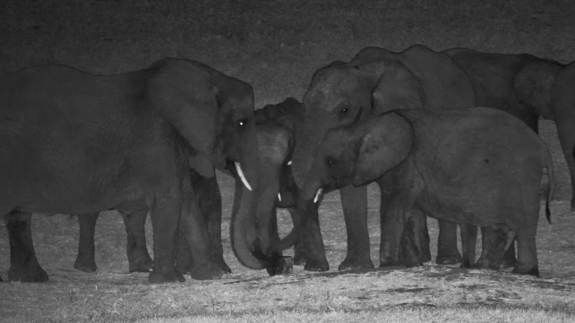 It’s ALL Trunks as Elephants Share the Salt Block