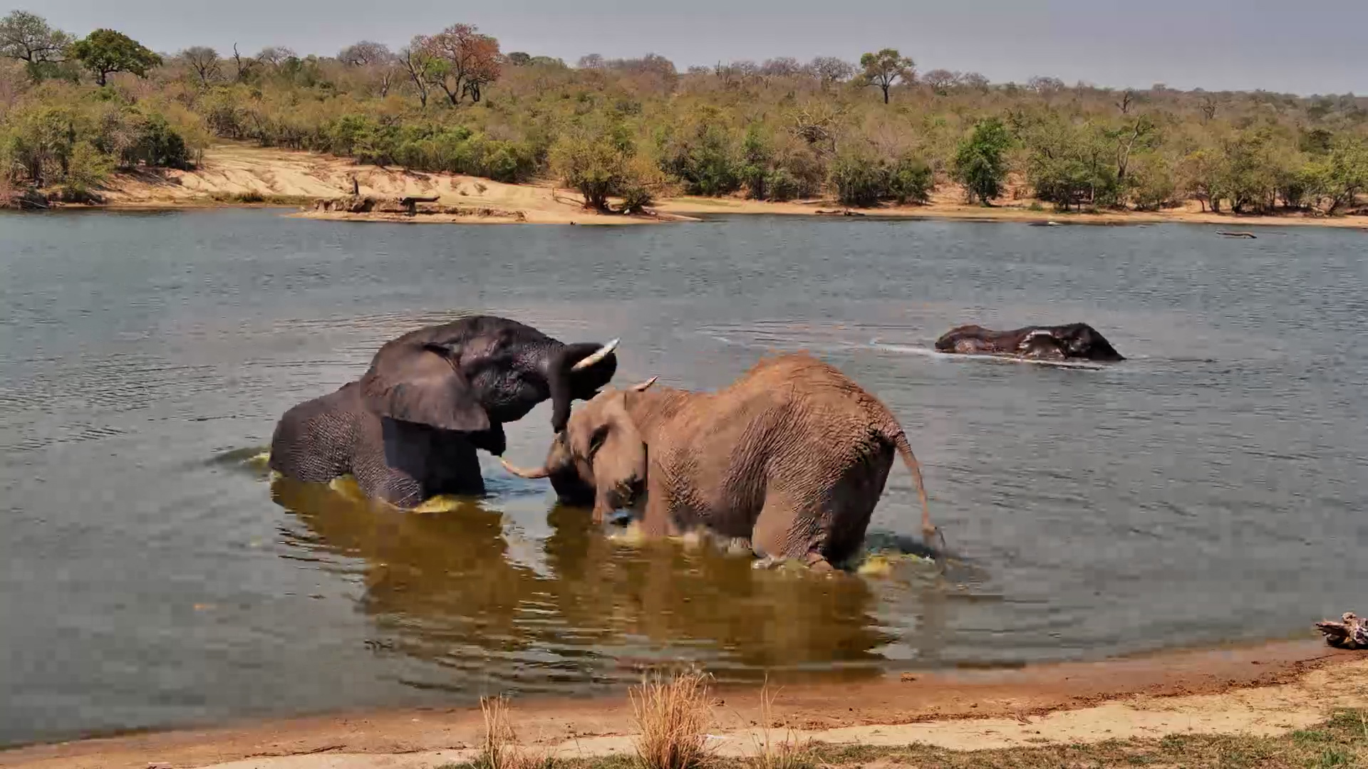 Things Get Playful When the Elephants Arrive at Ulusaba