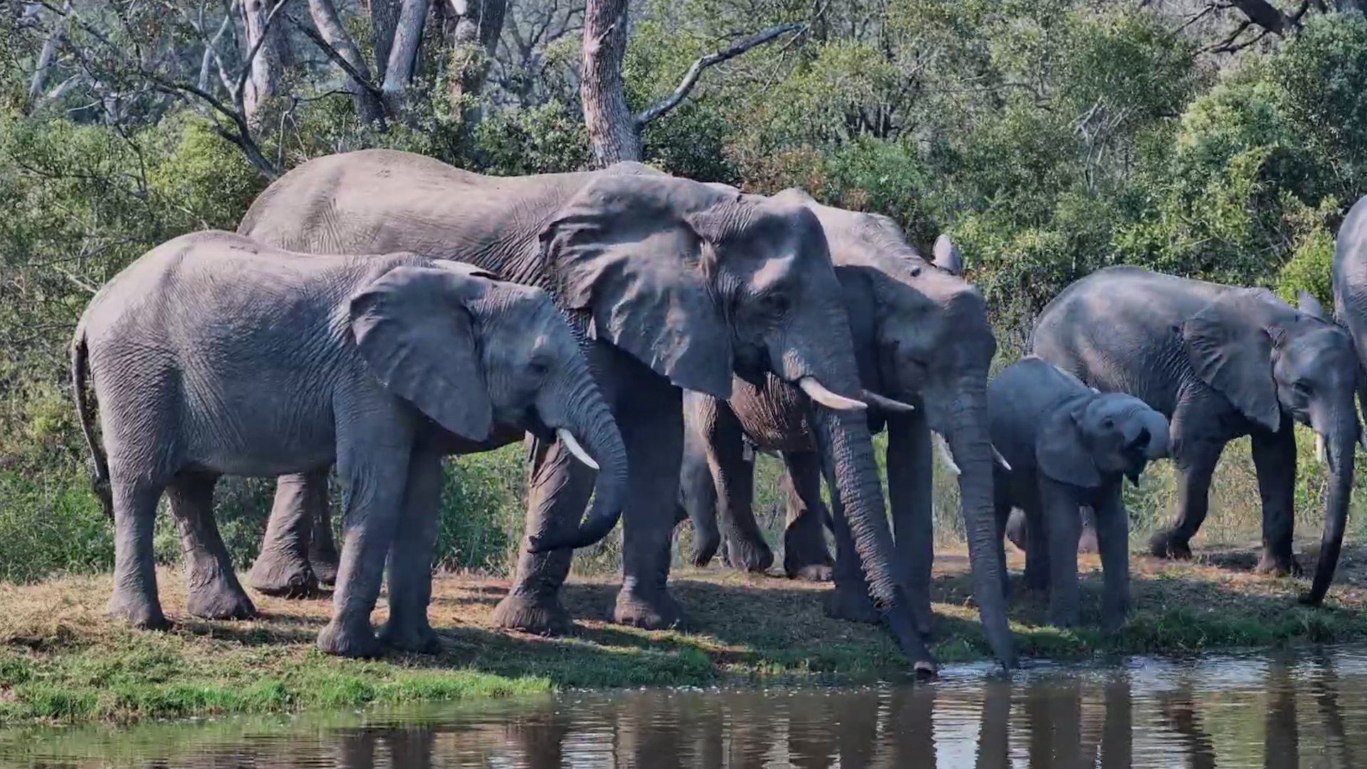 A Whole Herd of Elephants Comes Down for a Drink