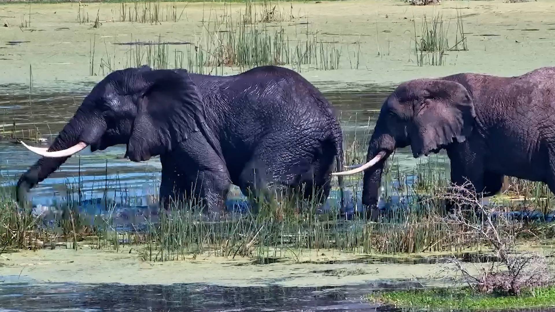 Things Get Playful Between These Two Elephants