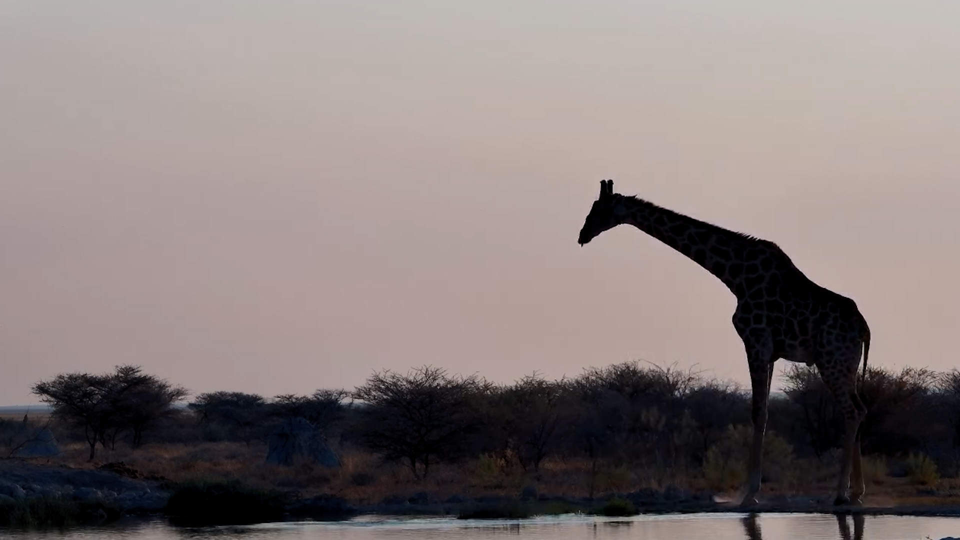 Giraffe Stops for a Sunset Drink