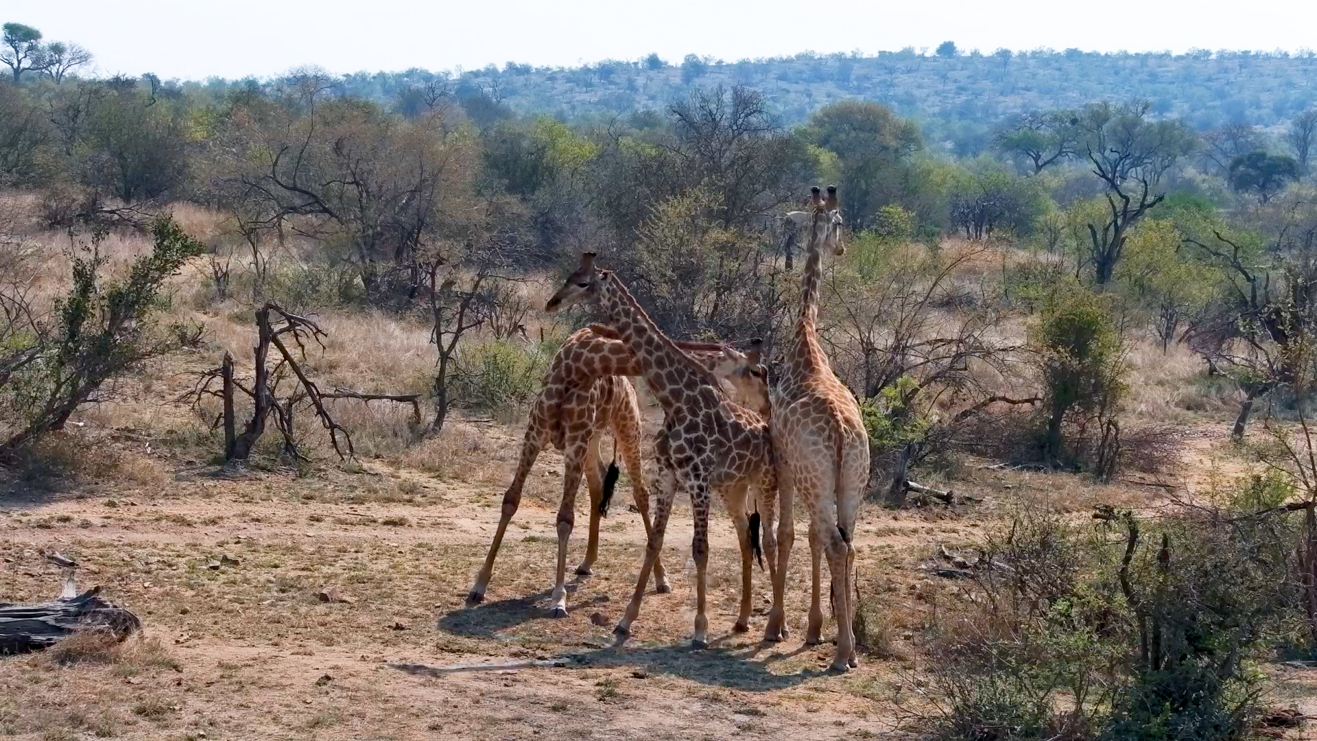 A Whole Lot of Neck Swinging Between These Giraffes