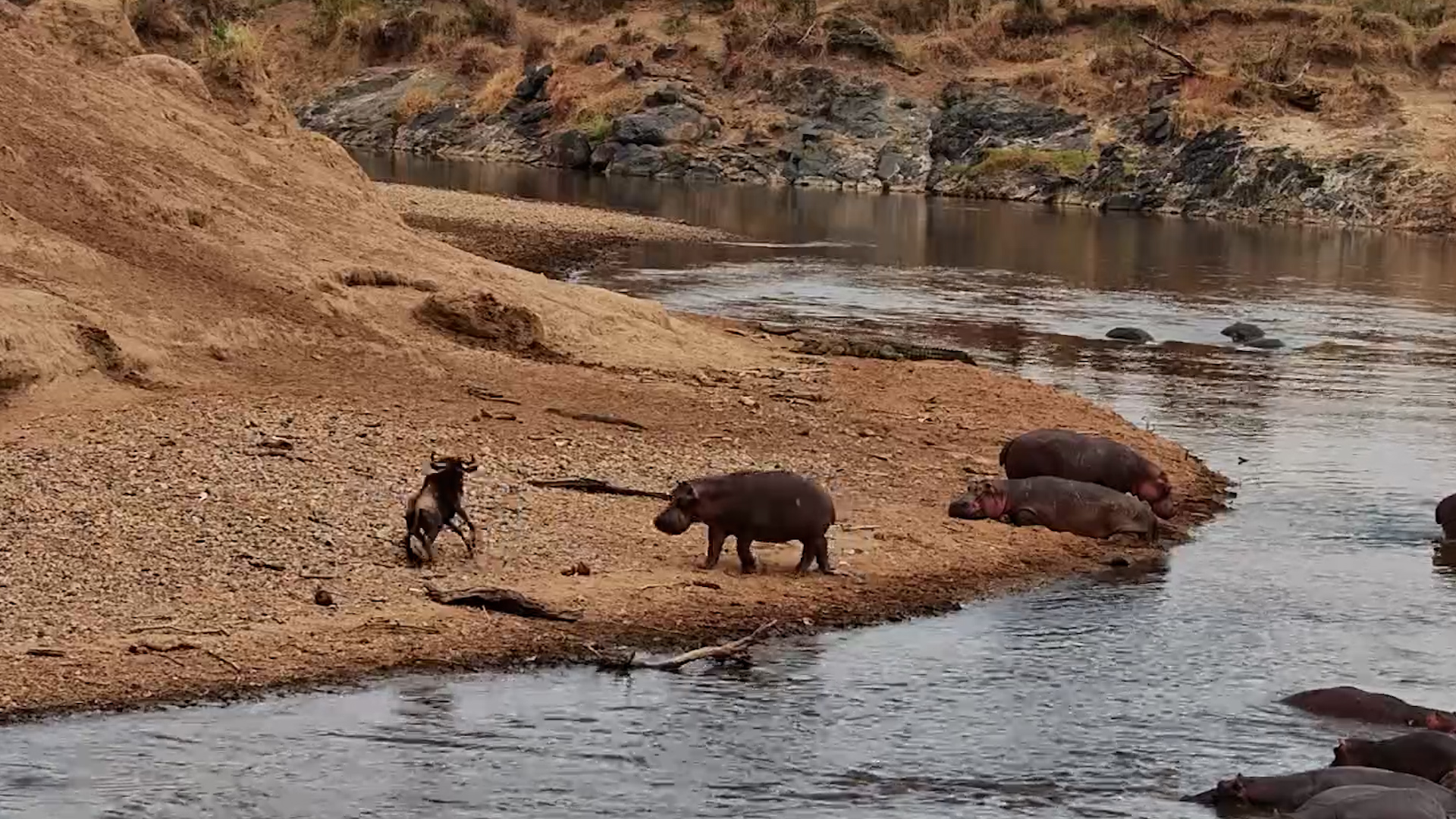 Hippos Have Some Advice for This Wildebeest: Don’t Do It