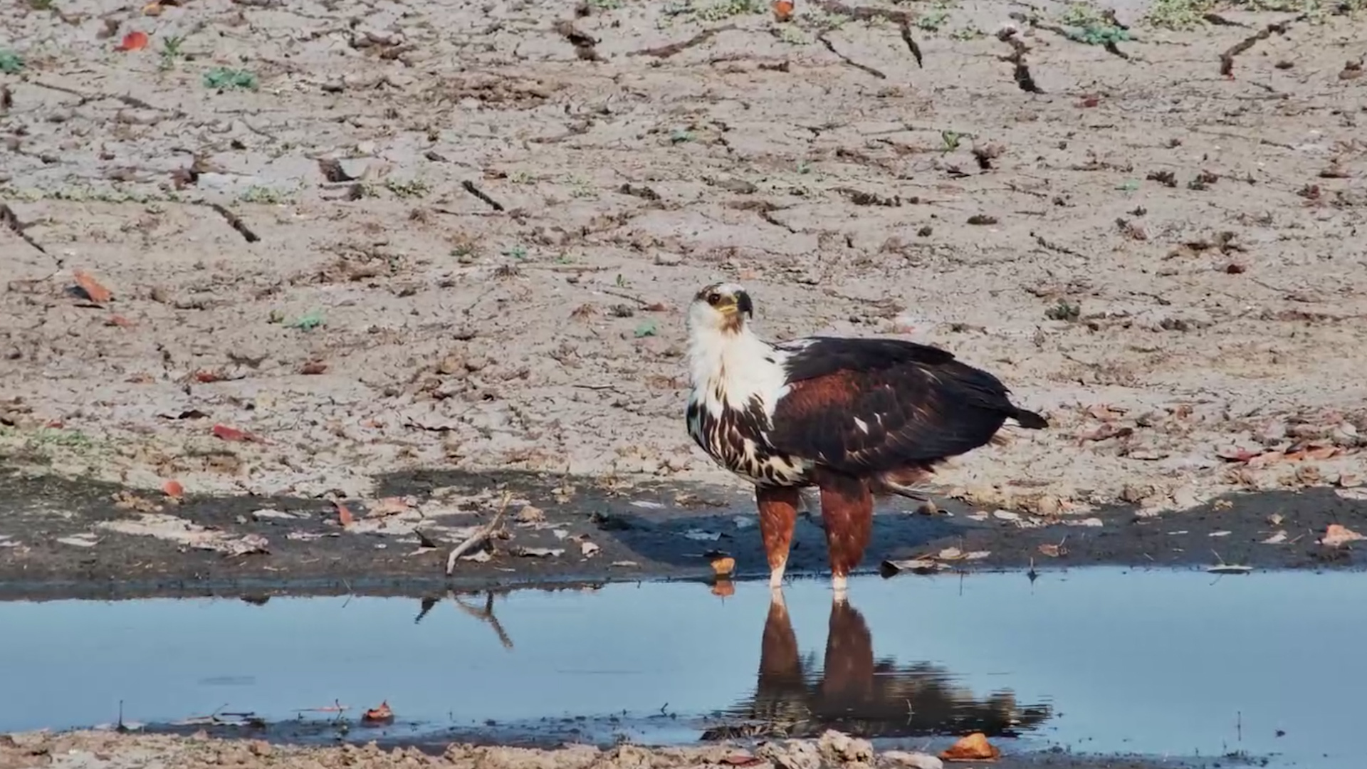 Young African Fish Eagle Stops by for a Drink