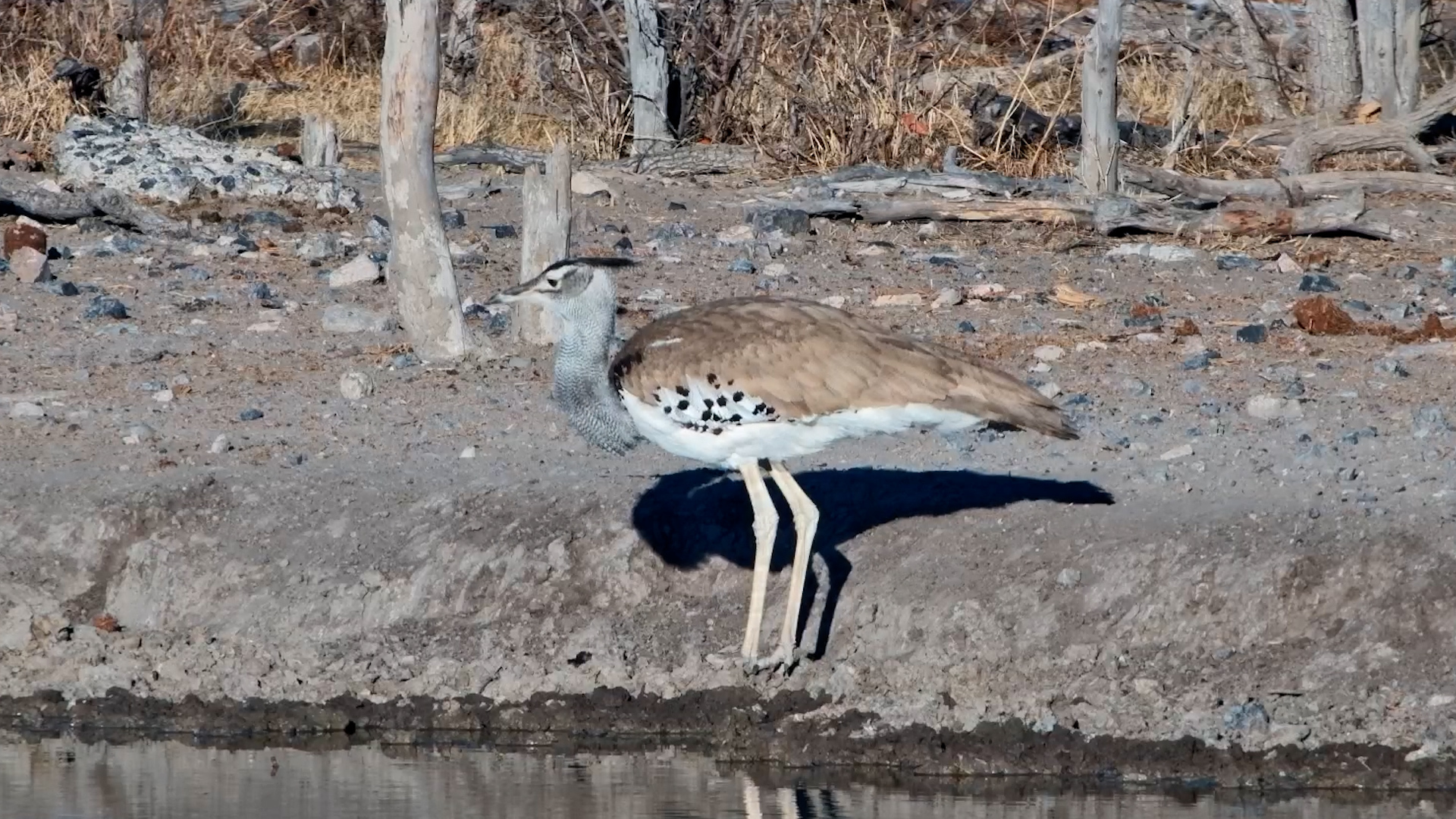 Kori Bustard Stops for a Drink… Then Goes Looking for Snacks