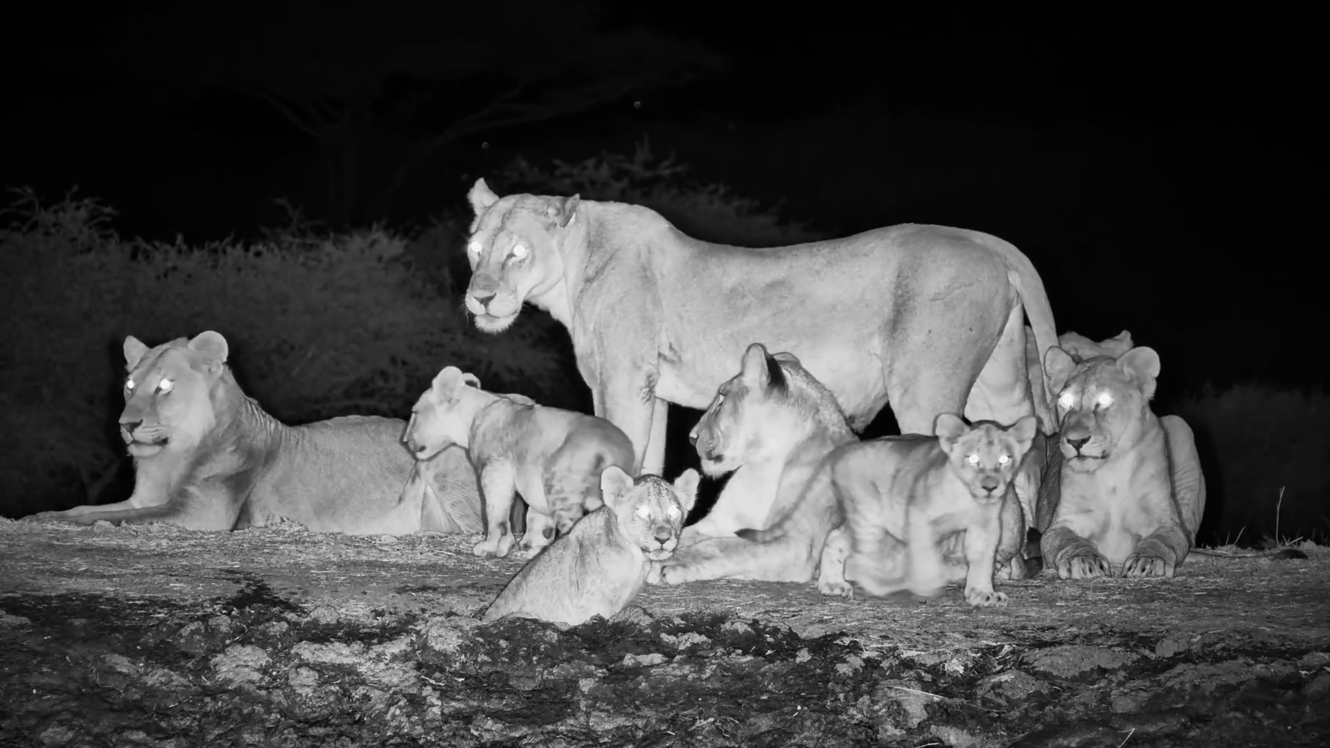 When the Lions Arrive but the Elephant Says “Move Along”