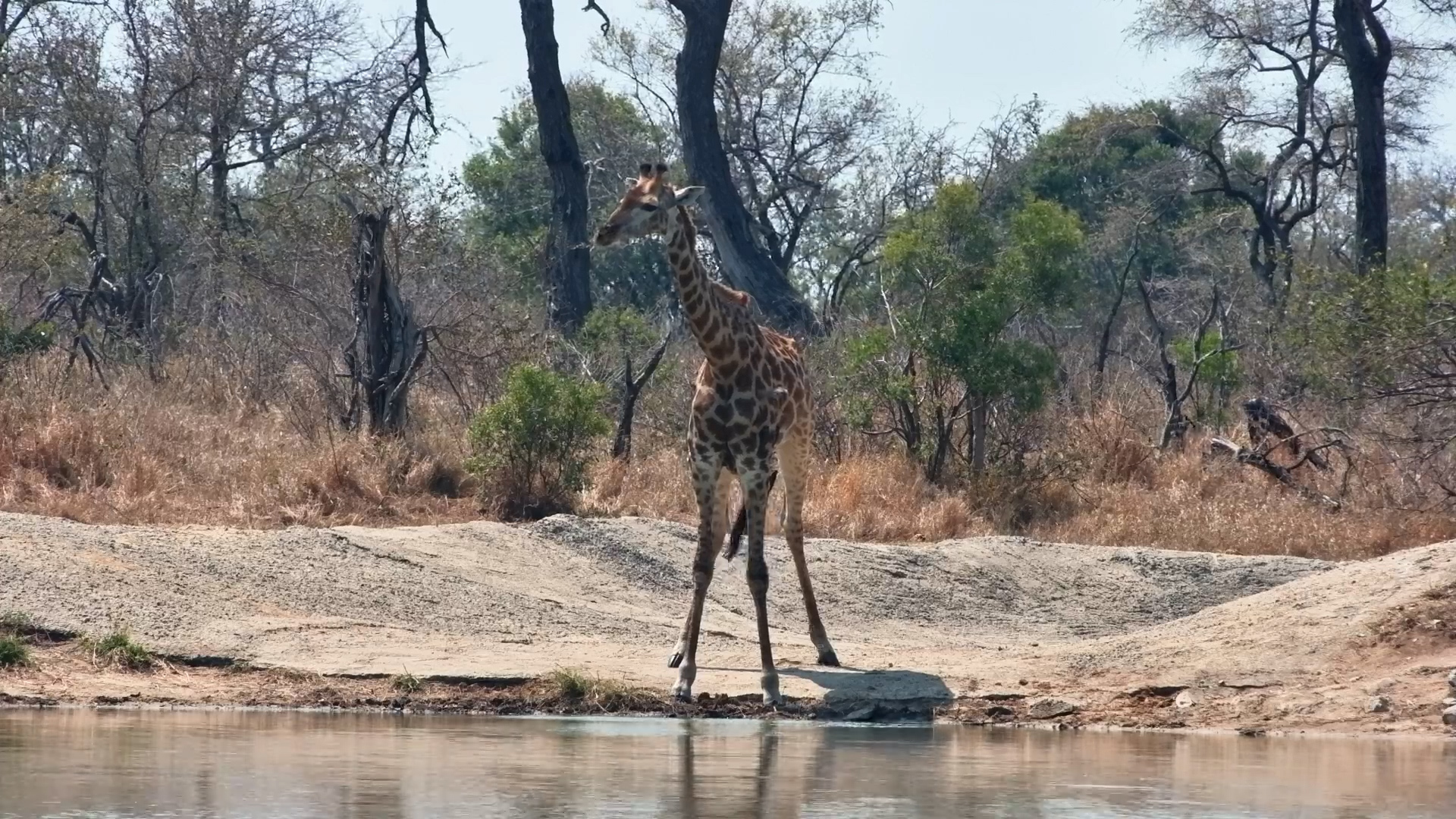 Just One Giraffe and a Peaceful Waterhole