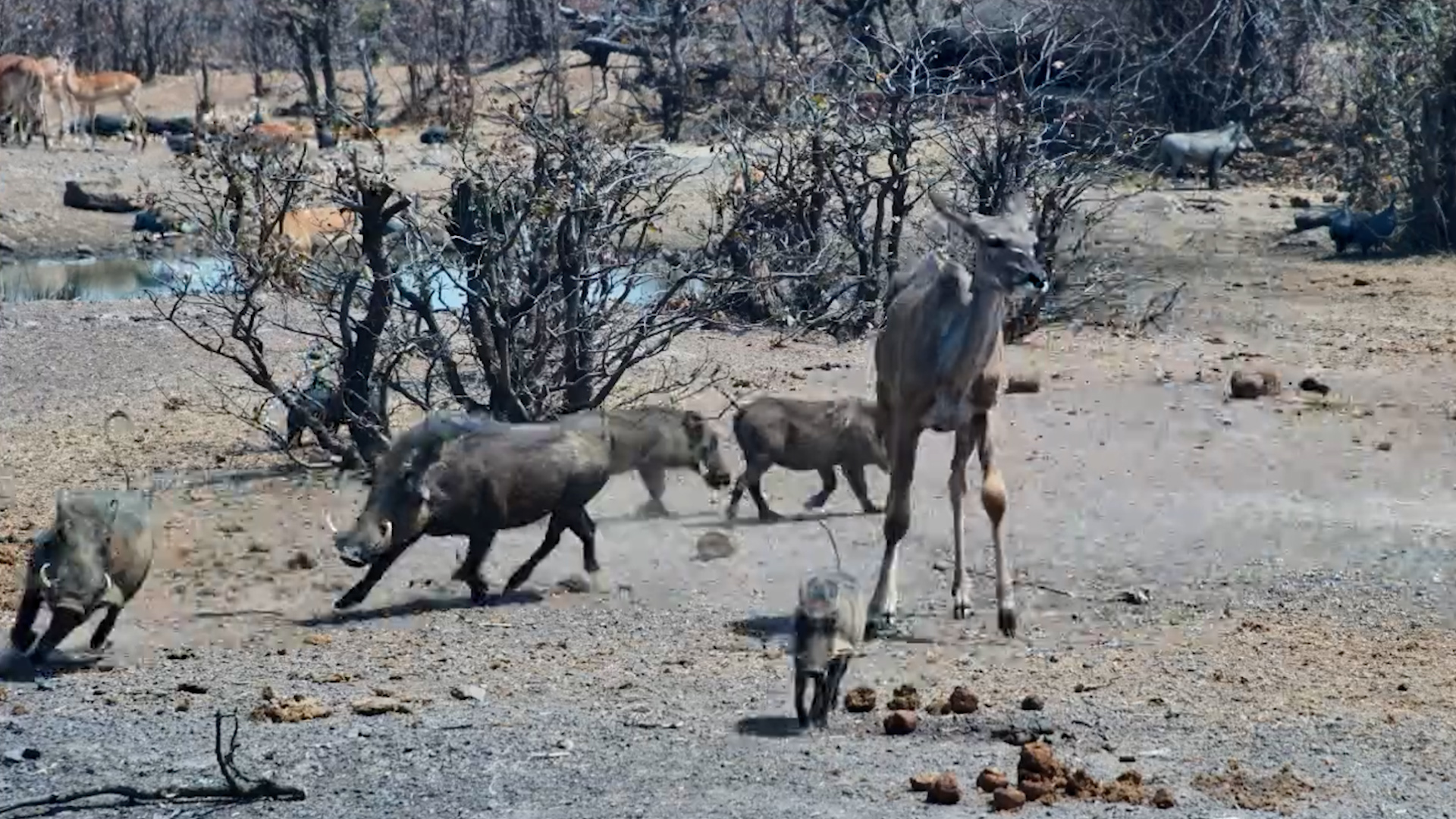 This Warthog Has Appointed Itself Waterhole Security