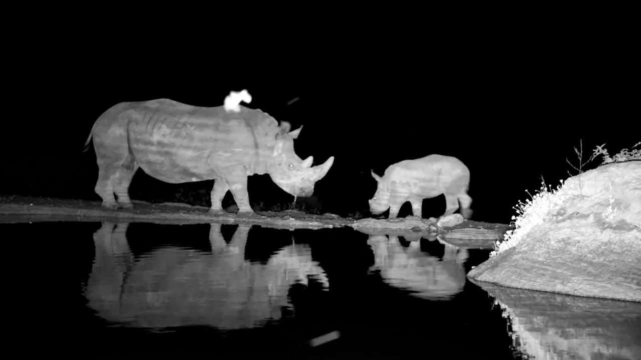 Mandy and Her Calf Share a Quiet Night at the Waterhole