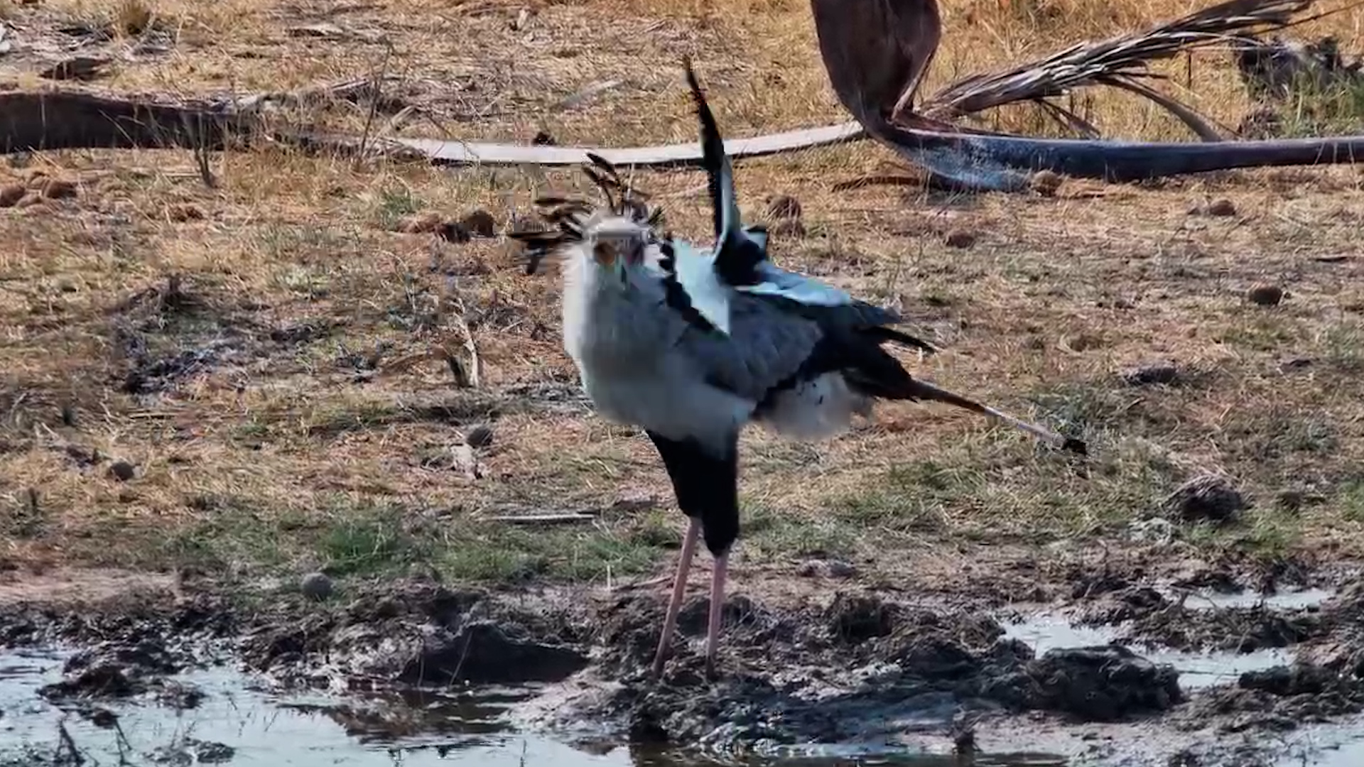 Secretary Bird Comes for a Drink… Lapwings Say NO