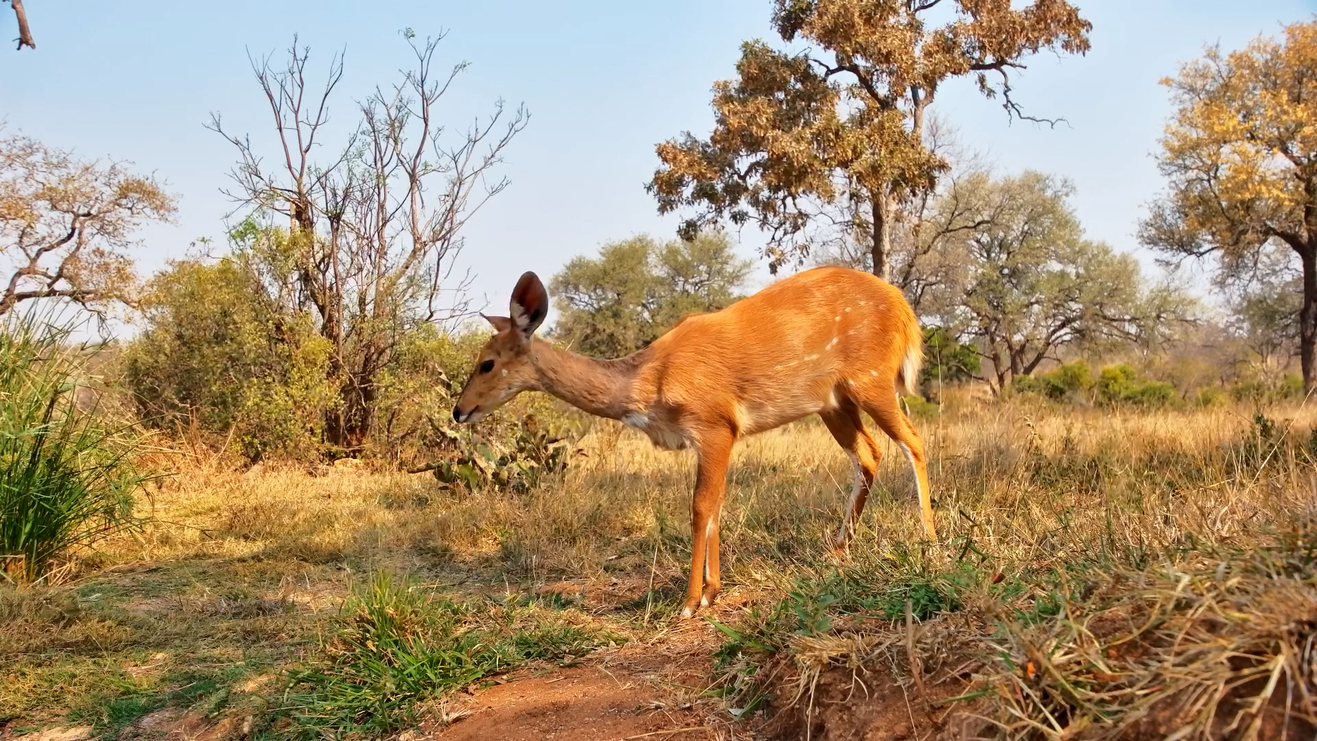 This Cautious Bushbuck Isn’t Taking Any Chances