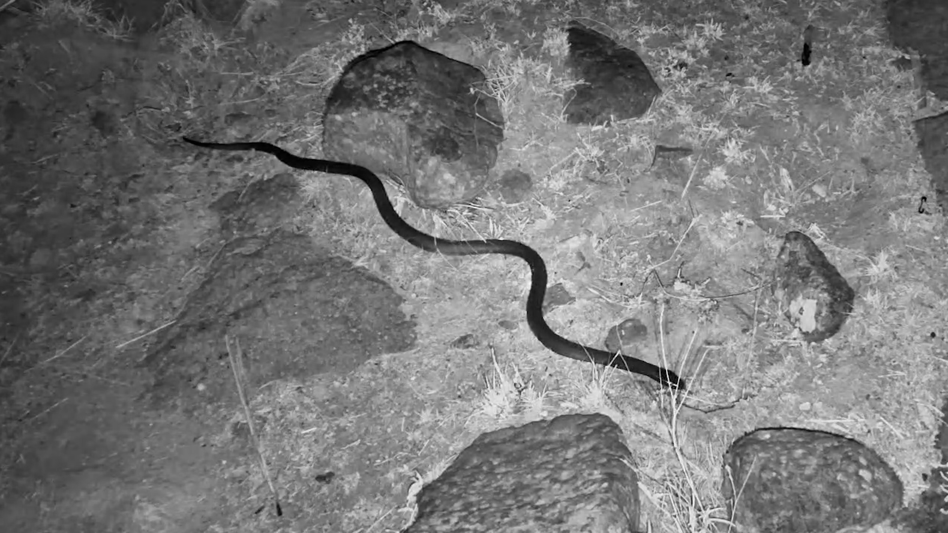 Could This Be a Cobra? Night Visitor Caught on Camera