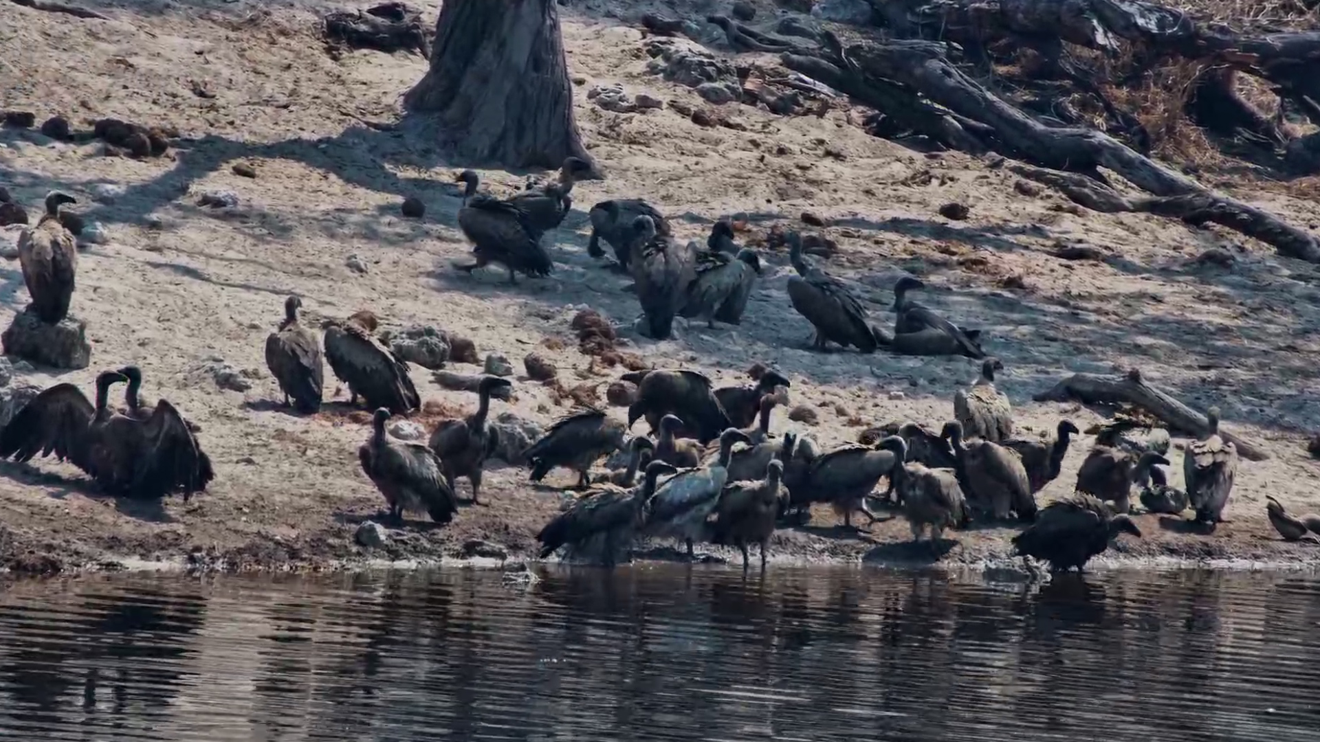A Crowd of Vultures Descends on the Water’s Edge