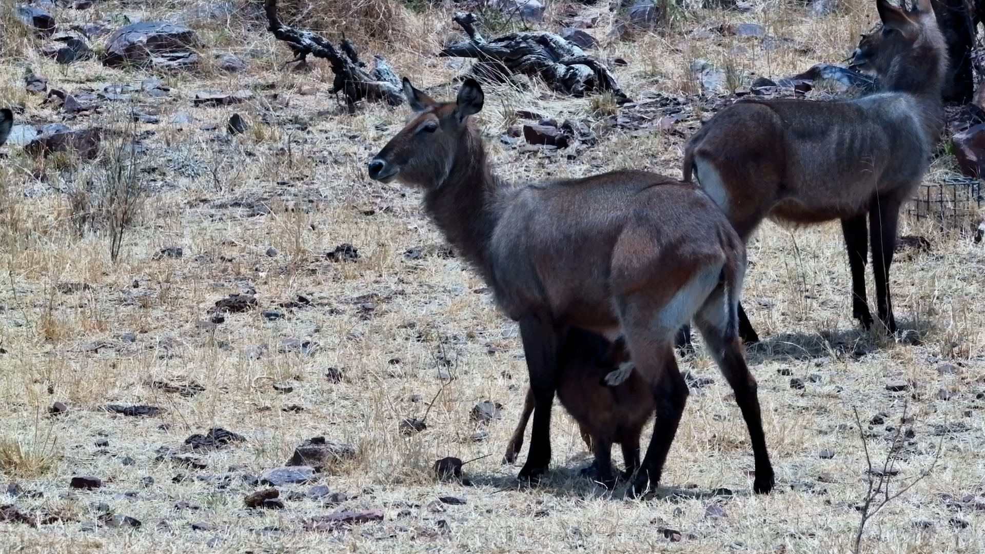 Little Waterbuck Calf Stops for Milk From Mum