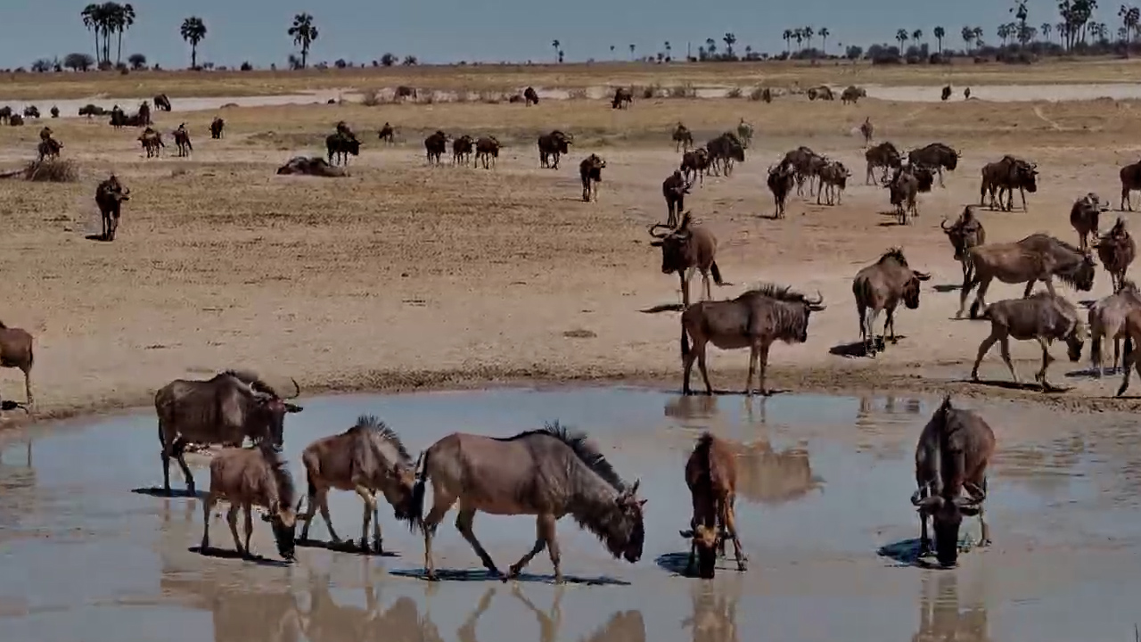 Nothing but Wildebeest and the Quiet Kalahari