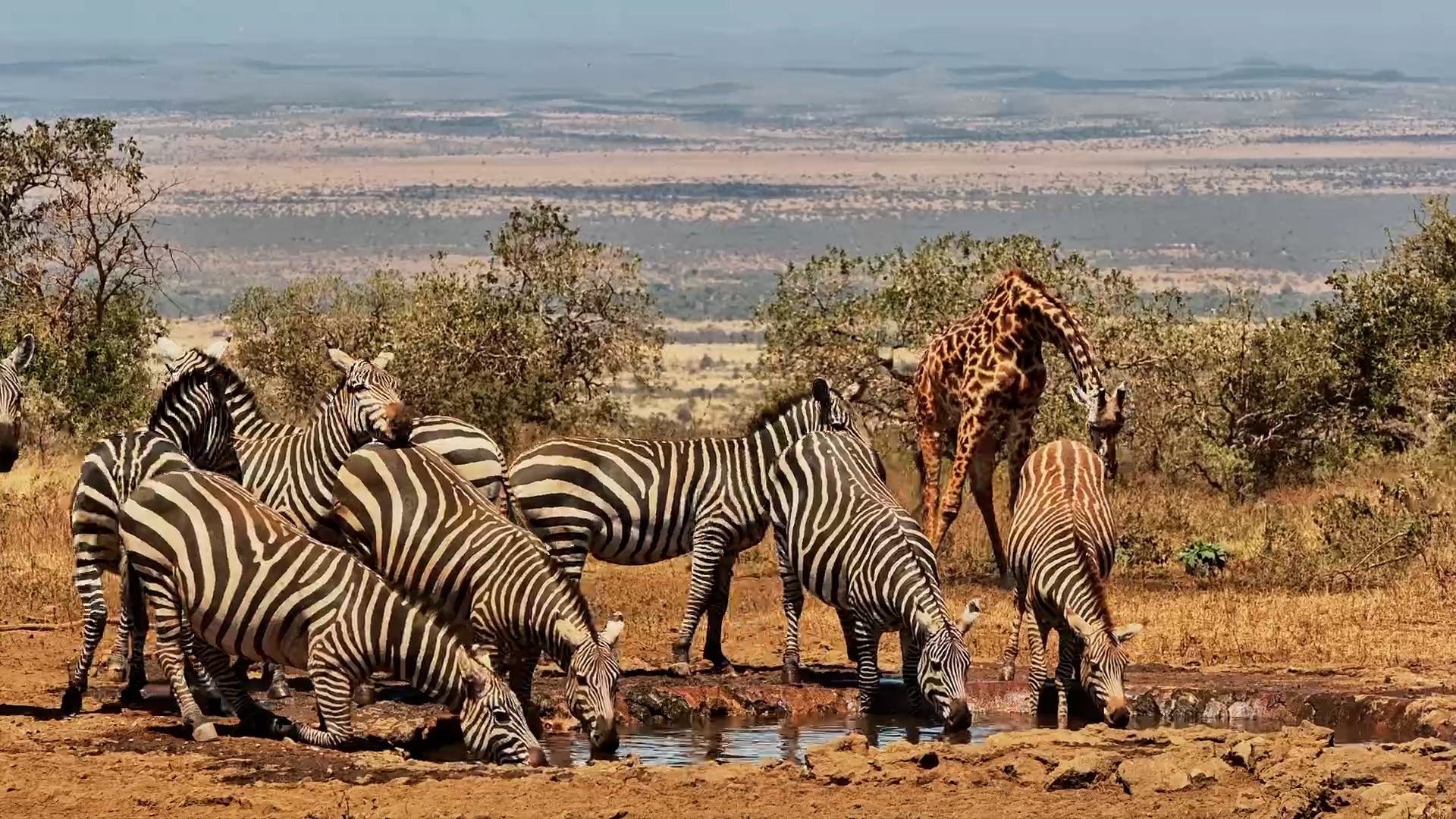 One Waterhole, a Whole Lot of Wildlife