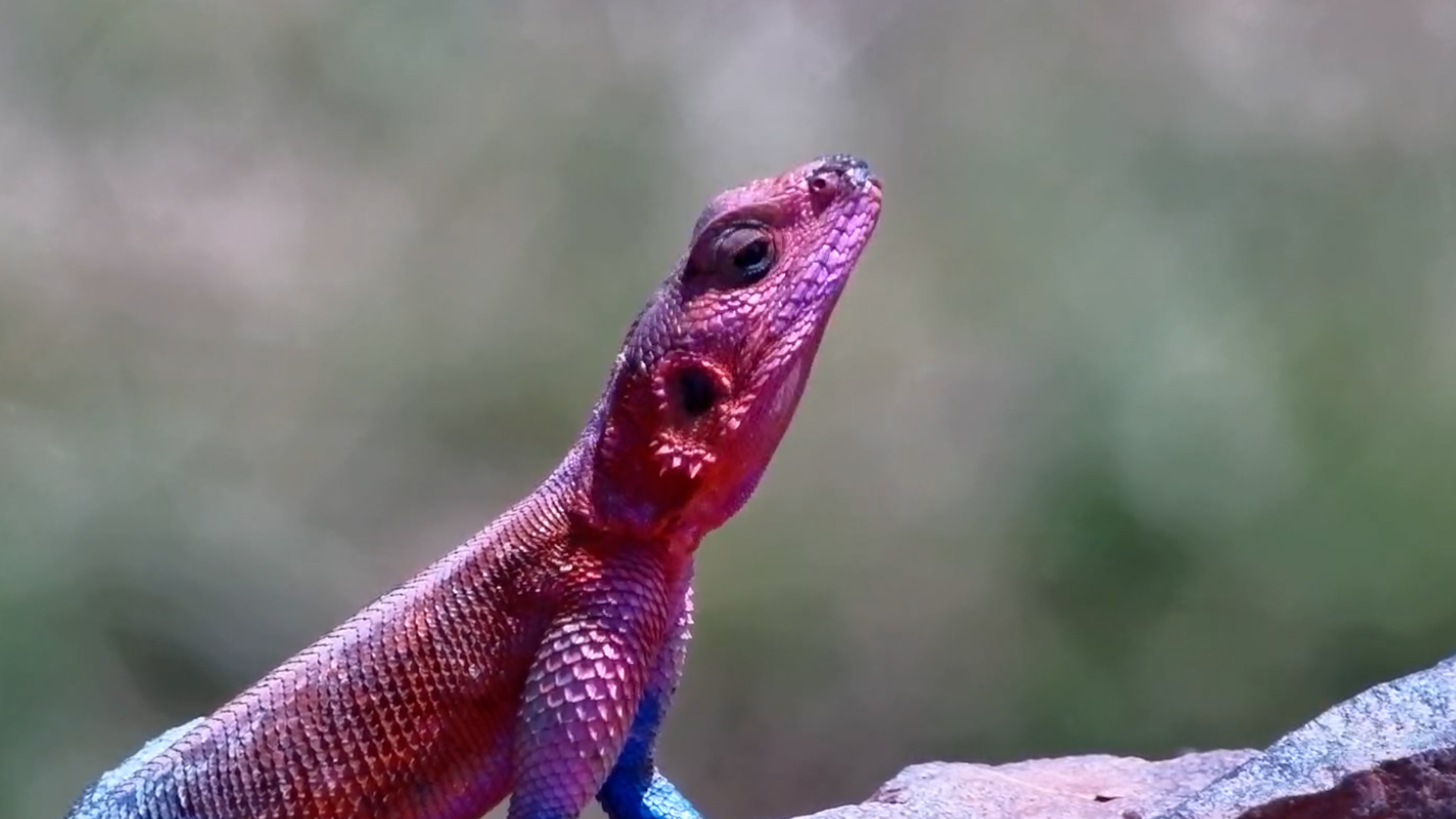 Agama Sits Back and Watches the World Go By