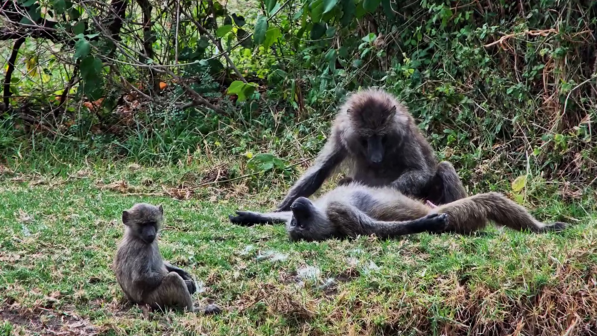 This Baboon Has NEVER Looked More Relaxed